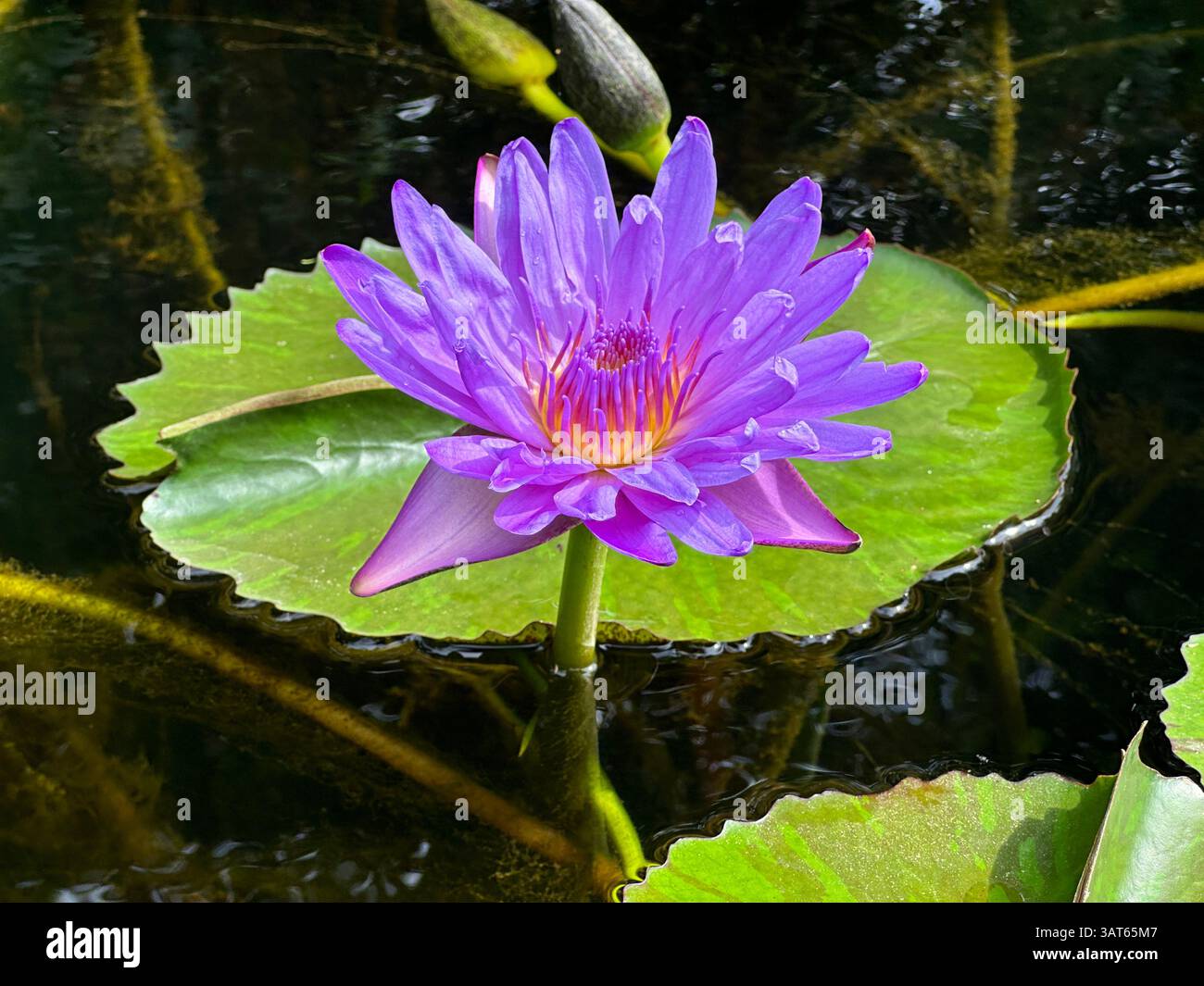 Un beau nénuphar violet fleurit gracieusement à la surface de l'eau, créant une scène sereine. Banque D'Images