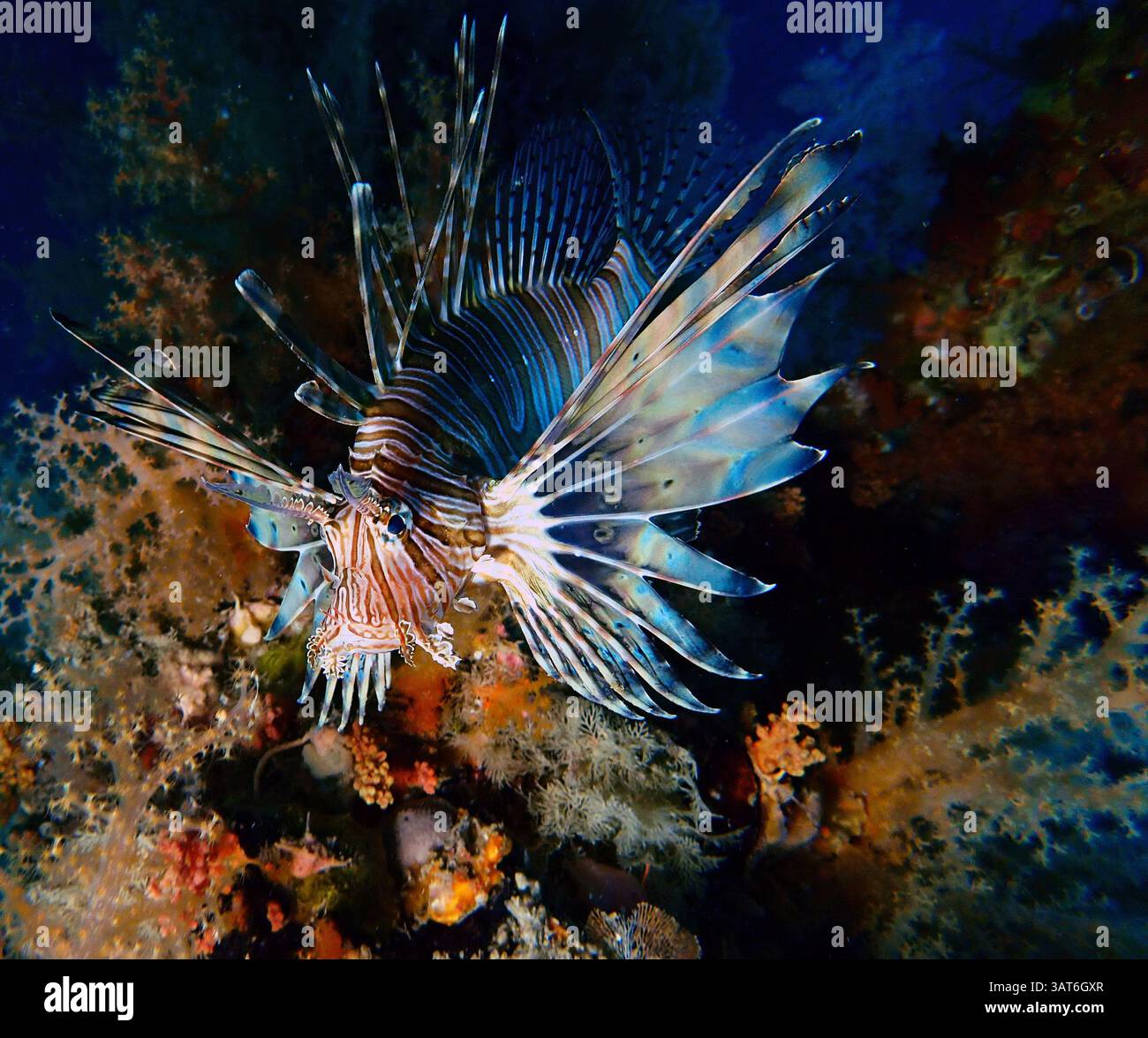 Un poisson-lion dynamique nageant gracieusement parmi les récifs coralliens colorés, mettant en valeur ses ailerons distinctifs et ses motifs saisissants. La scène sous-marine est illu Banque D'Images Un poisson-lion dynamique nageant gracieusement parmi les récifs coralliens colorés, mettant en valeur ses ailerons distinctifs et ses motifs saisissants. La scène sous-marine est illu Banque D'Images