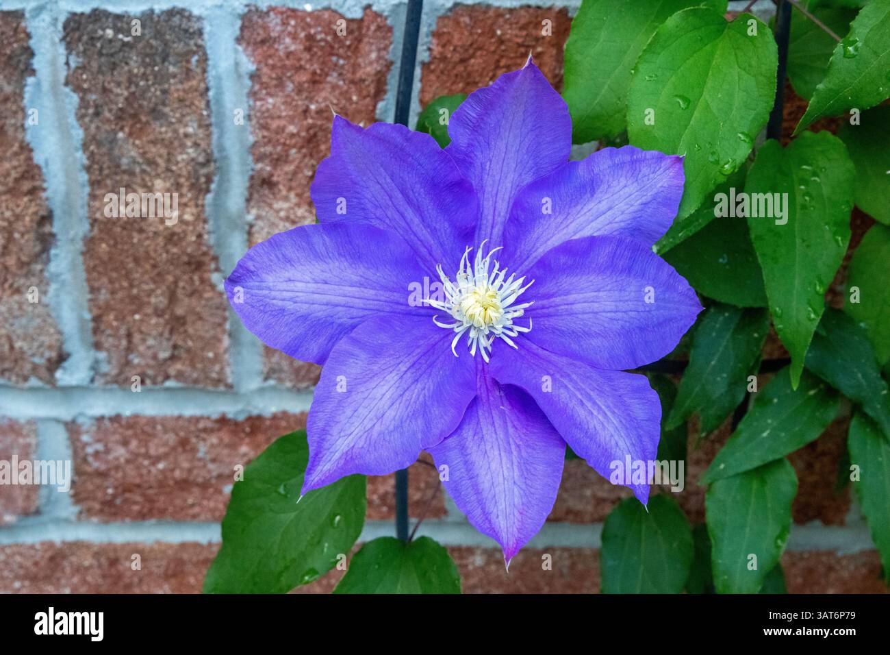 Olympia Clematis fleuri violet contre un mur de briques rouges Banque D'Images