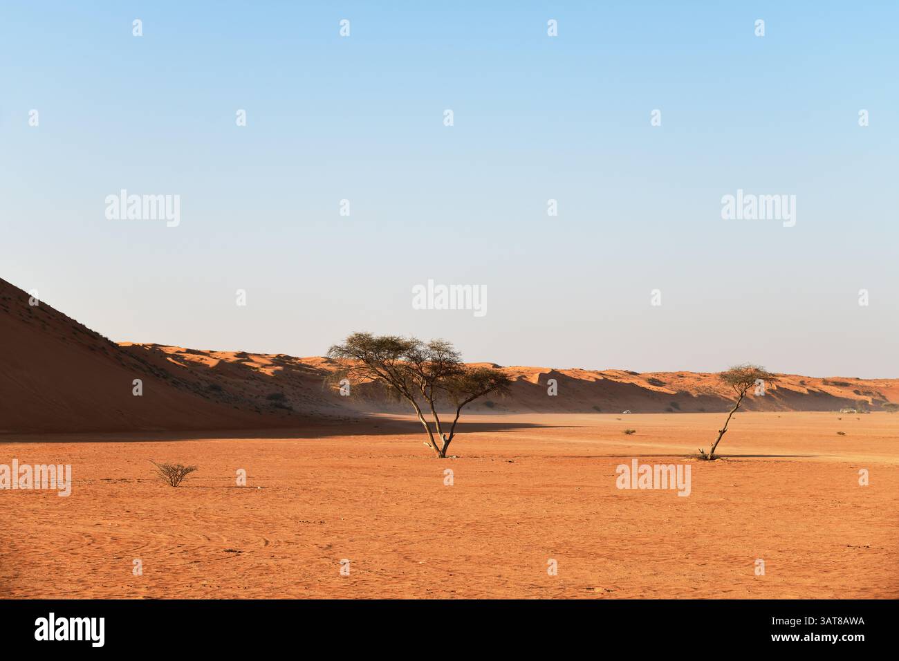Désert de Rub Al Khali, Sultanat d'Oman. Arbres d'acacia dans le désert de Wahiba Sands au lever du soleil, péninsule arabique Banque D'Images