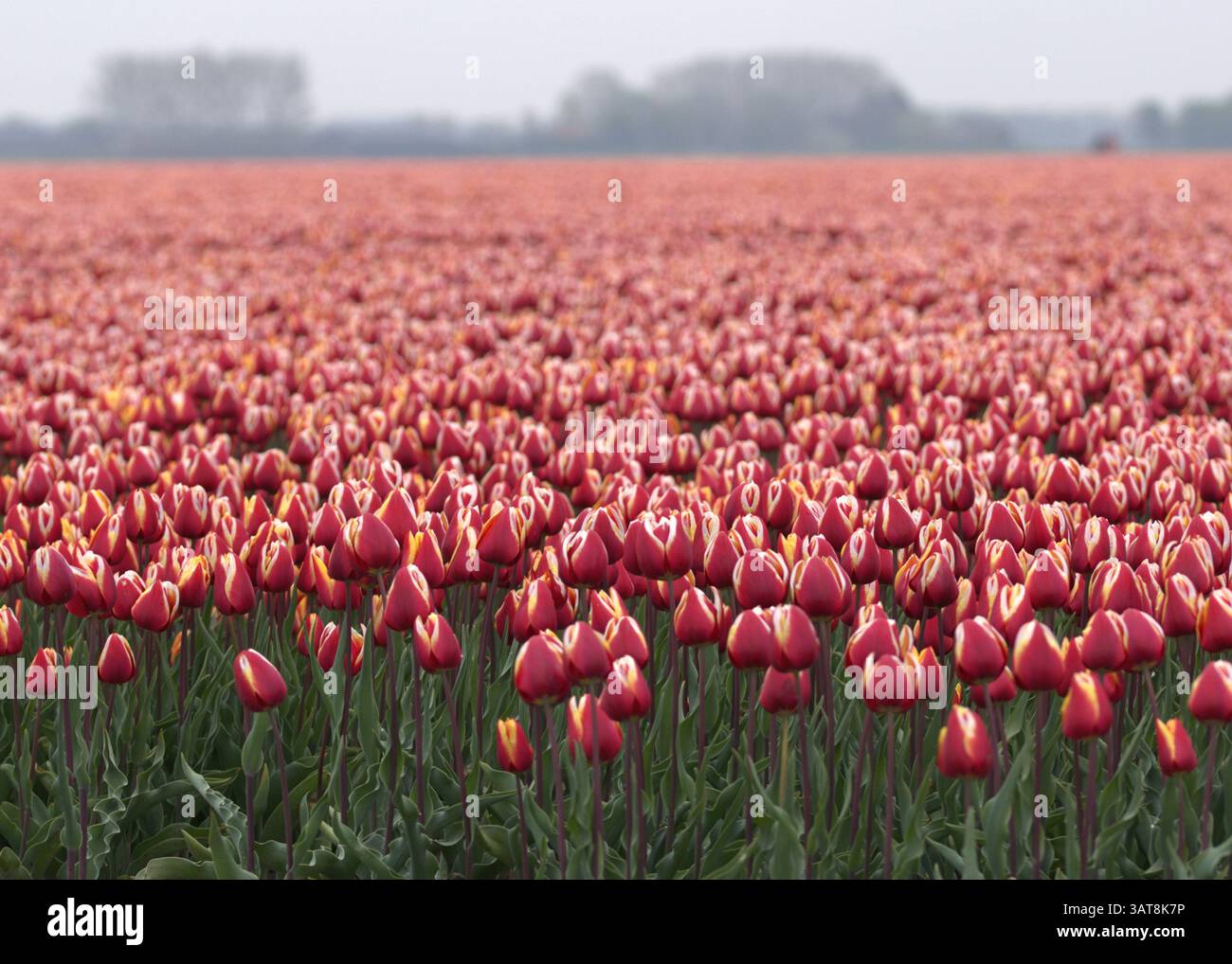 Vaste champ de tulipes rouges et jaunes en pleine floraison au printemps aux pays-Bas, avec un fond doux et brumeux créant un f paisible et sans fin Banque D'Images