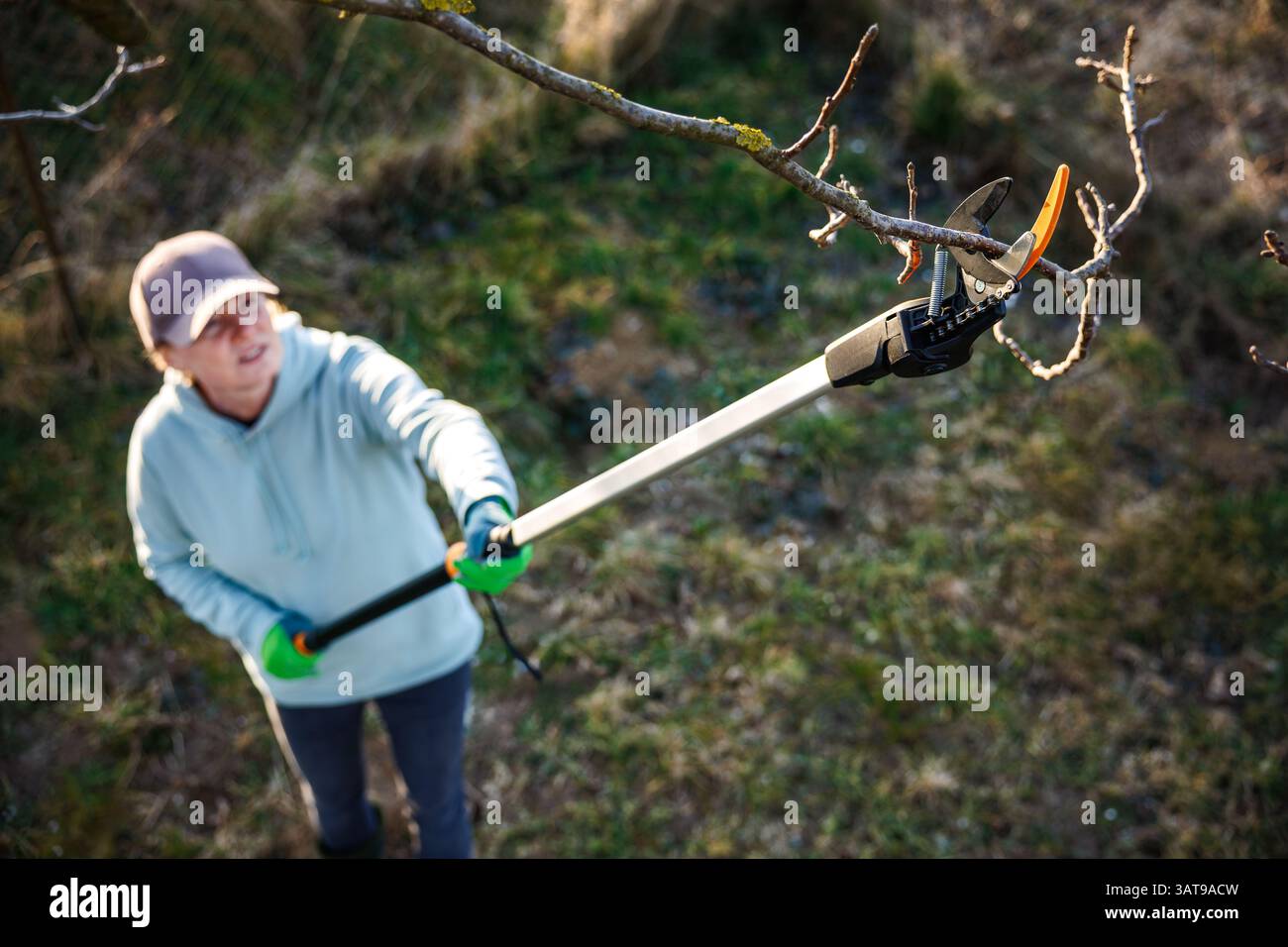 Jardinier utilisant de longues cisailles d'élagage pour tailler les arbres saisonniers dans le jardin. Femme coupant branche avec coupe-branches extensibles pour outil de jardinage Banque D'Images