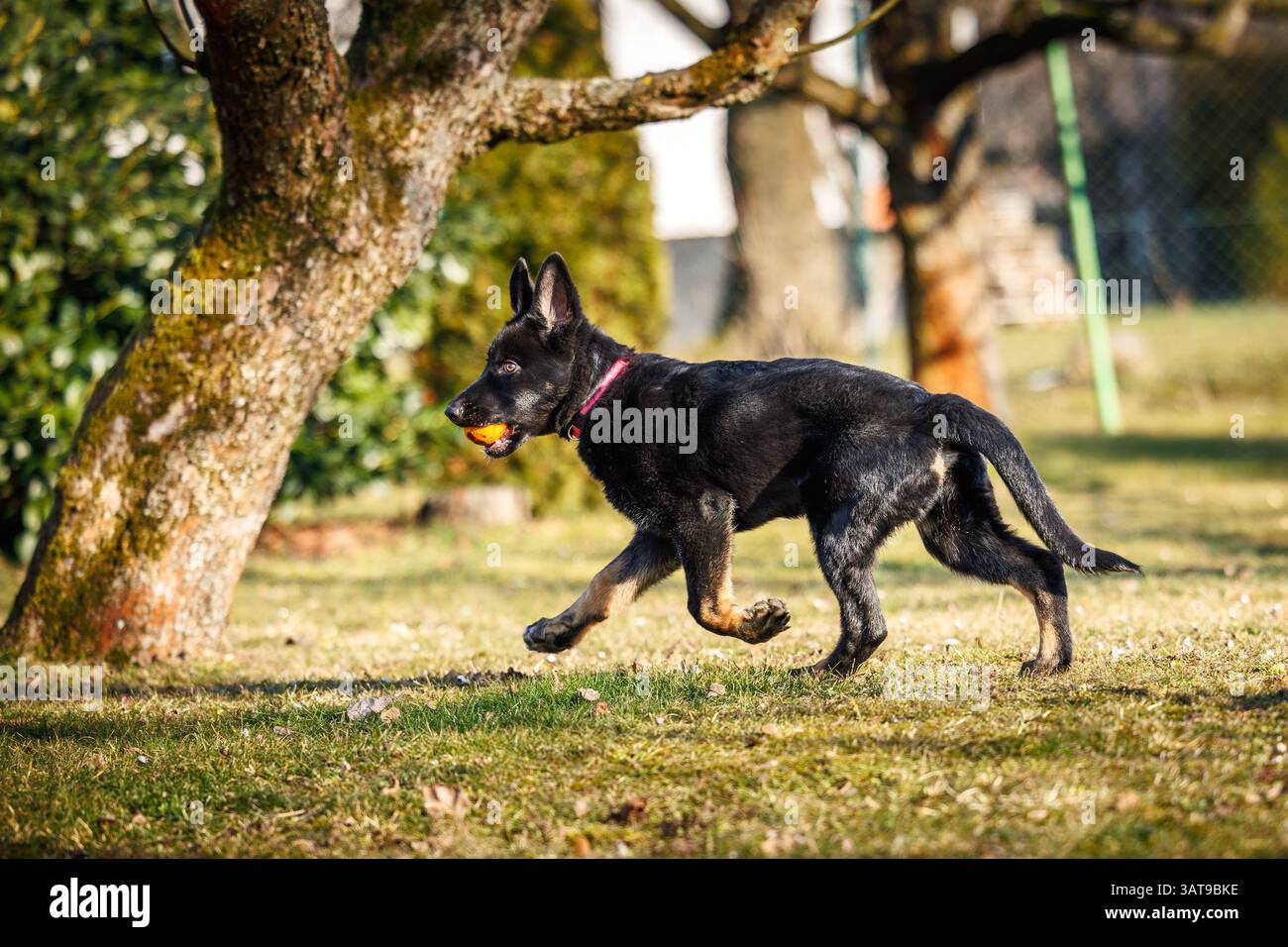 Chien Berger allemand courant dans le jardin. Chiot jouant avec un jouet pour animal de compagnie Banque D'Images