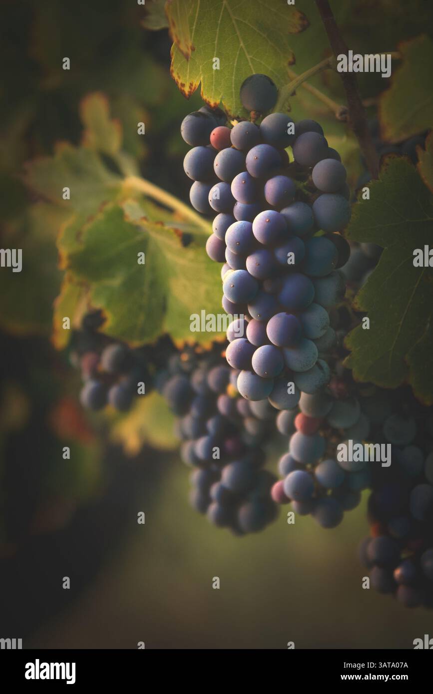 Gros plan de grappes de raisins violets accrochées à une vigne dans un vignoble, Temecula, Californie, États-Unis Banque D'Images