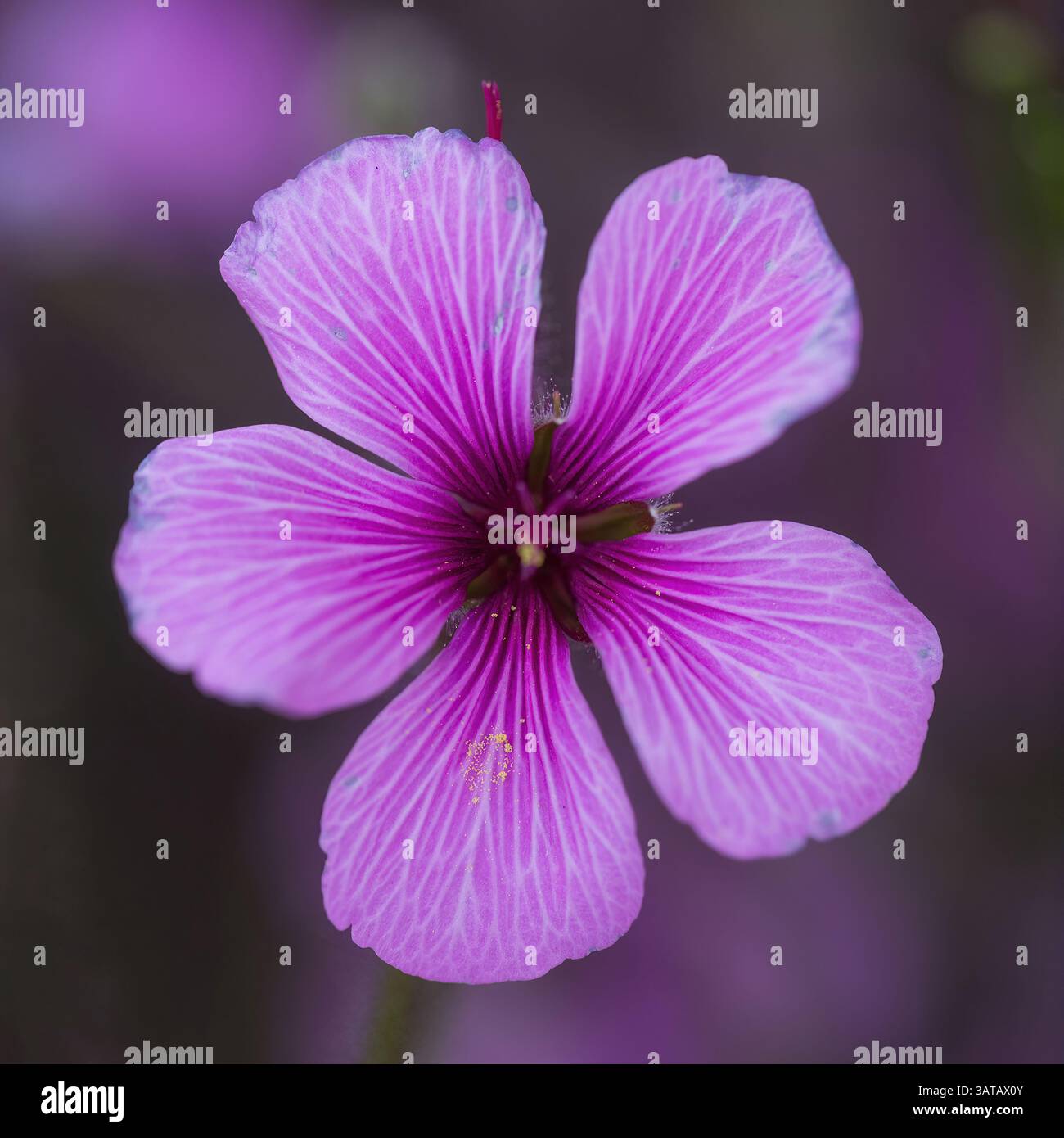 Géranium maderense fleur en fleur au printemps. Banque D'Images