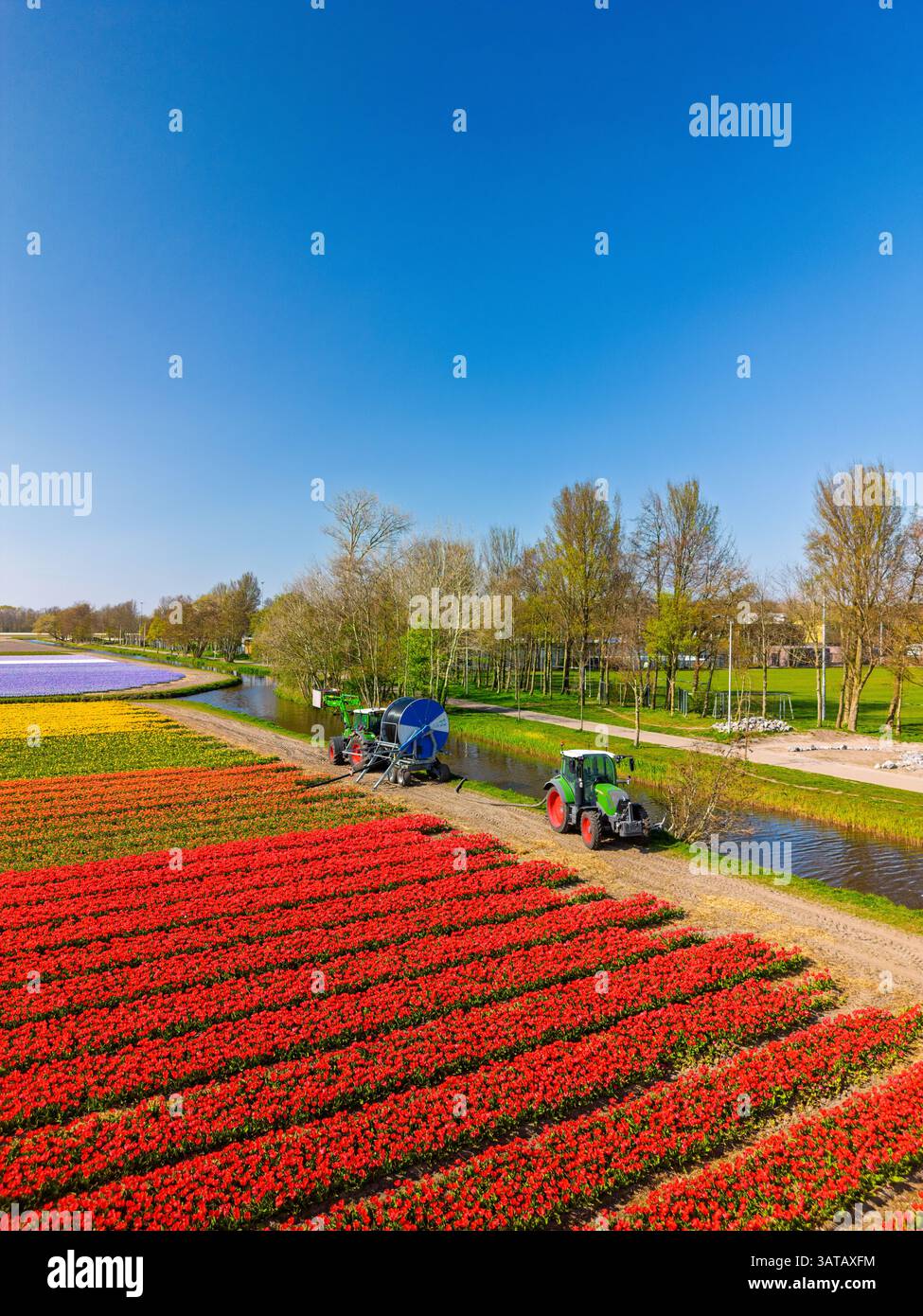 Vue aérienne des champs de tulipes vibrants en pleine floraison, avec deux tracteurs tirant l'eau d'un canal, créant un contraste saisissant entre la nature, machiner Banque D'Images