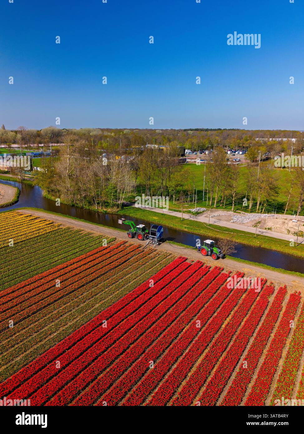 Vue aérienne des champs de tulipes vibrants en pleine floraison, avec deux tracteurs tirant l'eau d'un canal, créant un contraste saisissant entre la nature, machiner Banque D'Images