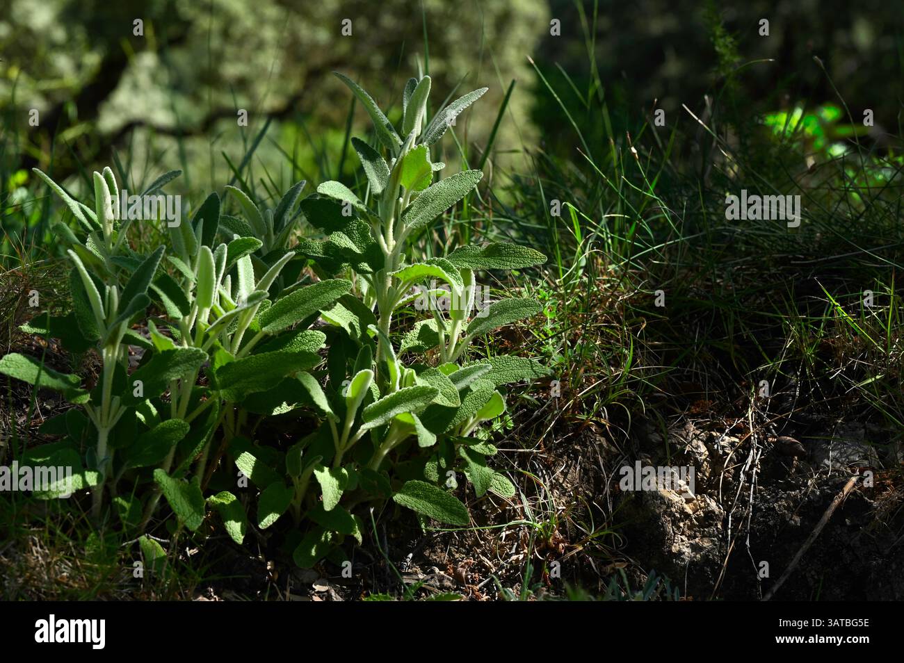 Sauge sauvage herbes naturelles dans la nature, thé contre le mal de gorge, plante en Espagne, europe. Banque D'Images