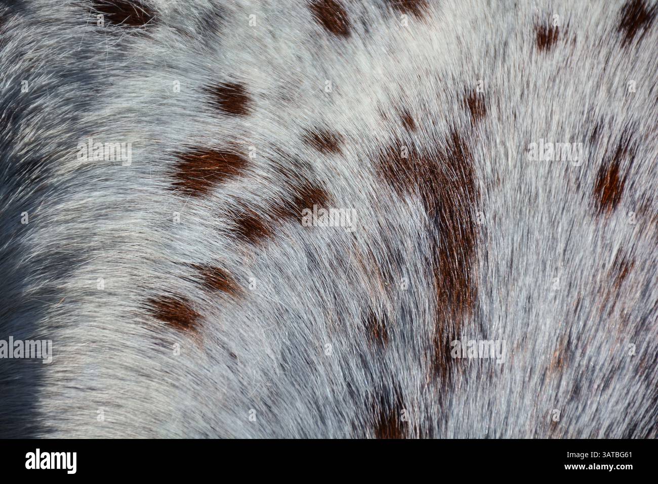 Crin de cheval d'une jument Appaloosa. Banque D'Images