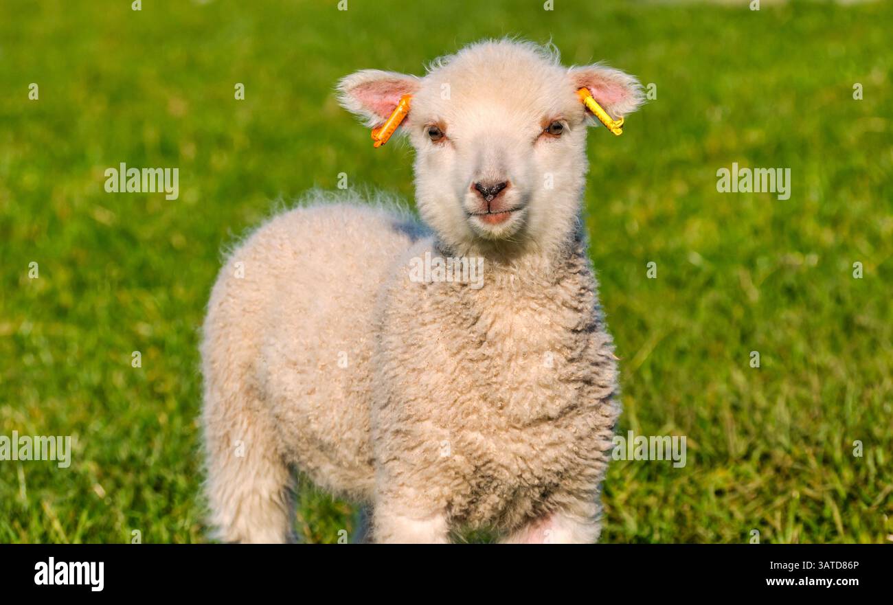 Un mouton Shetland agneau profiter du soleil de printemps dans un champ vert herbeux, East Lothian, Écosse, Royaume-Uni Banque D'Images