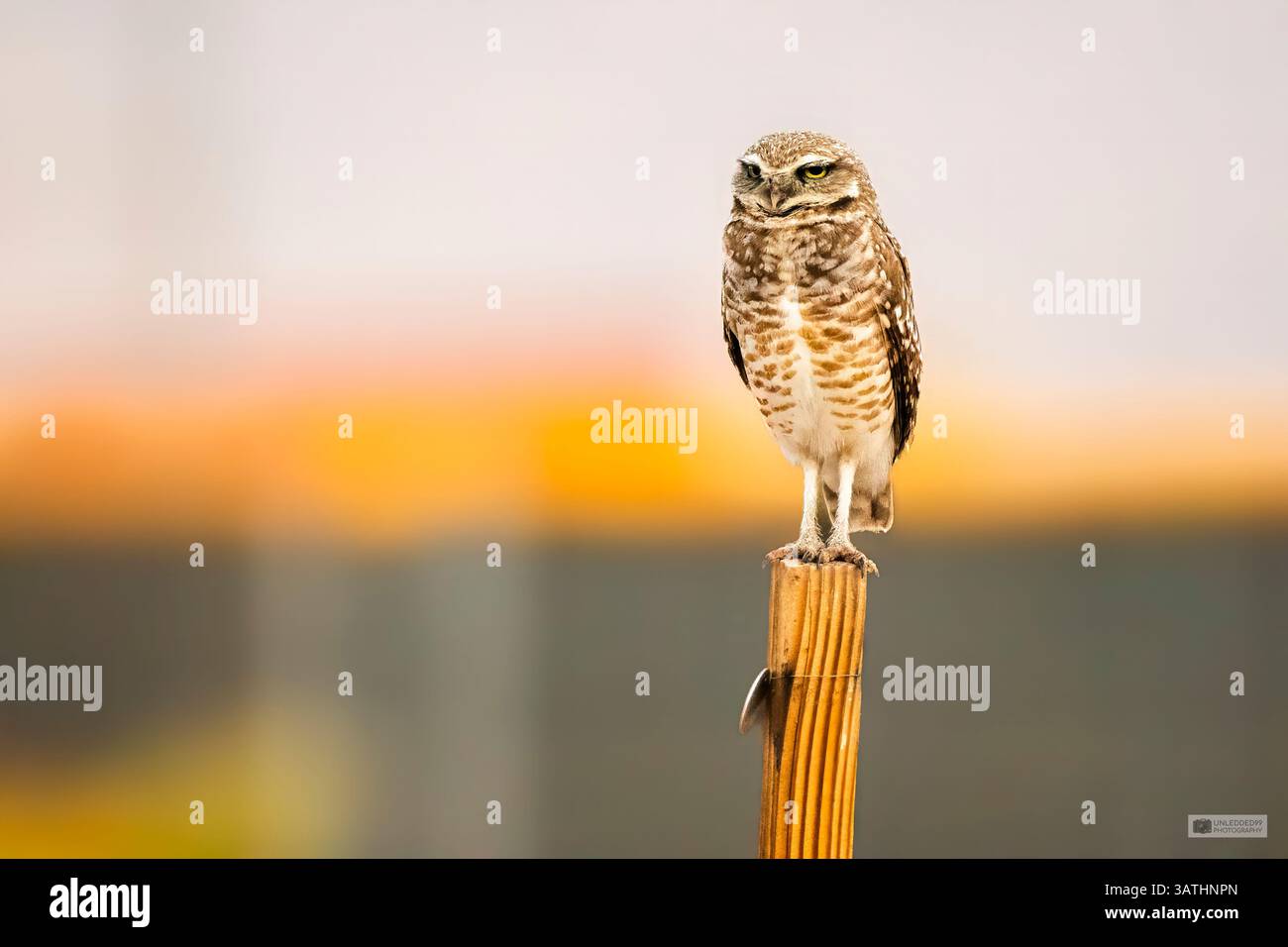 Garde debout au-dessus du nid Banque D'Images