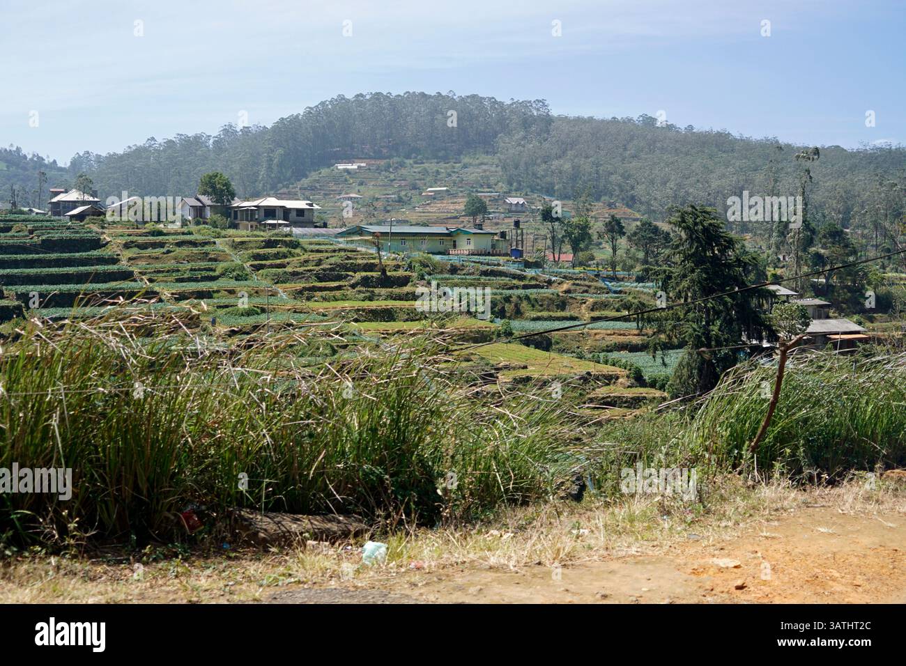 immenses plantations de thé dans les hauts plateaux du sri lanka Banque D'Images