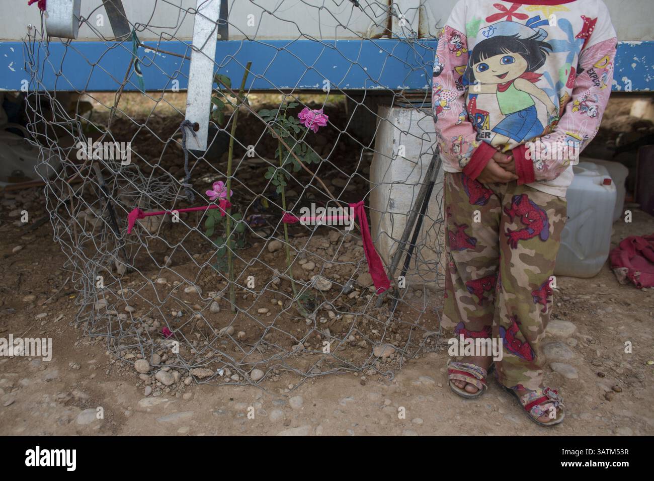 6 mai 2016 - près de Khanaqin City, Irak - Une famille a planté une rose près de leur maison dans le camp de réfugiés d'Annals (crédit image : © ton Koene via ZUMA Wire) Banque D'Images
