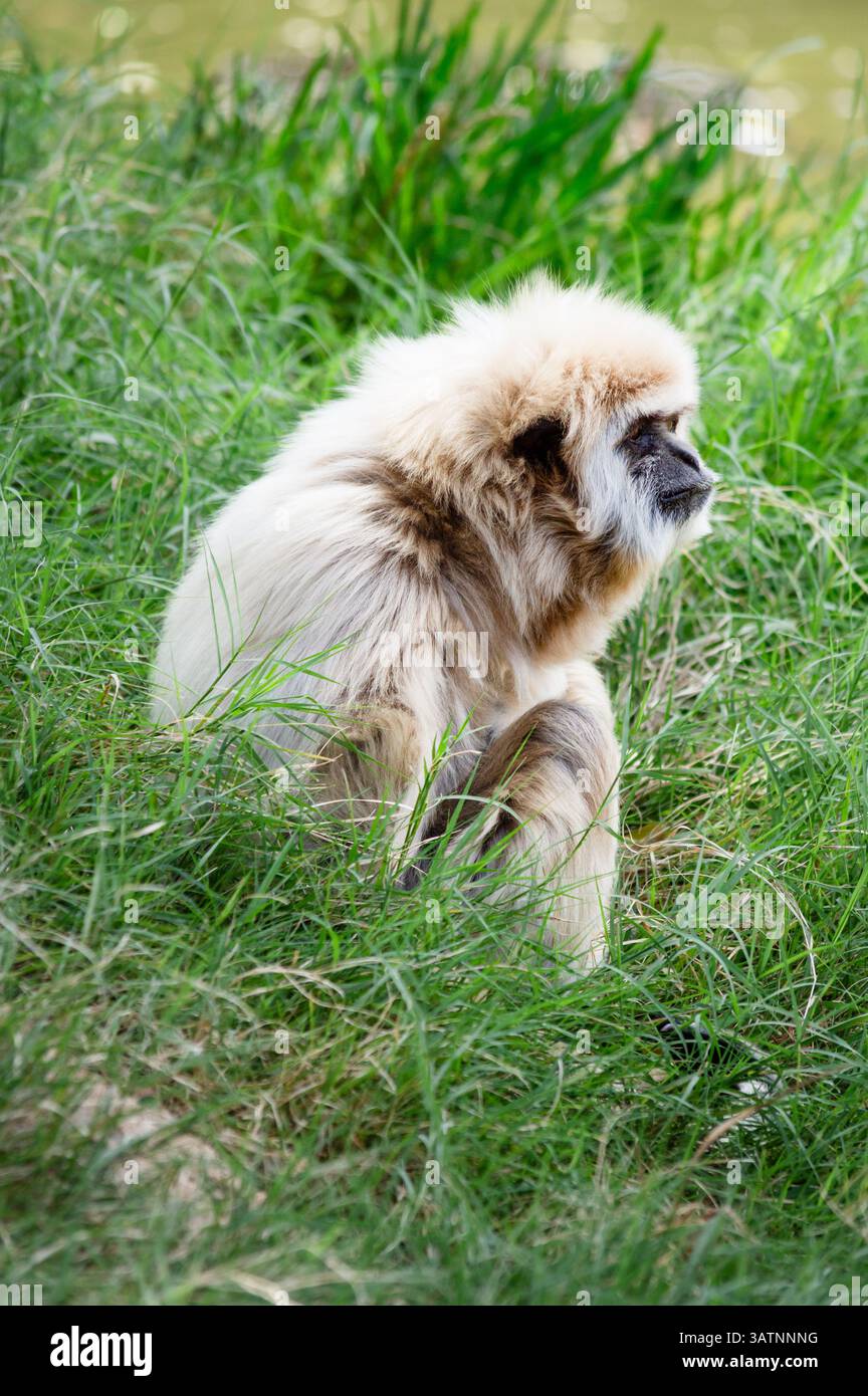 Vue latérale d'un singe Lar Gibbon assis sur une colline couverte d'herbe Banque D'Images