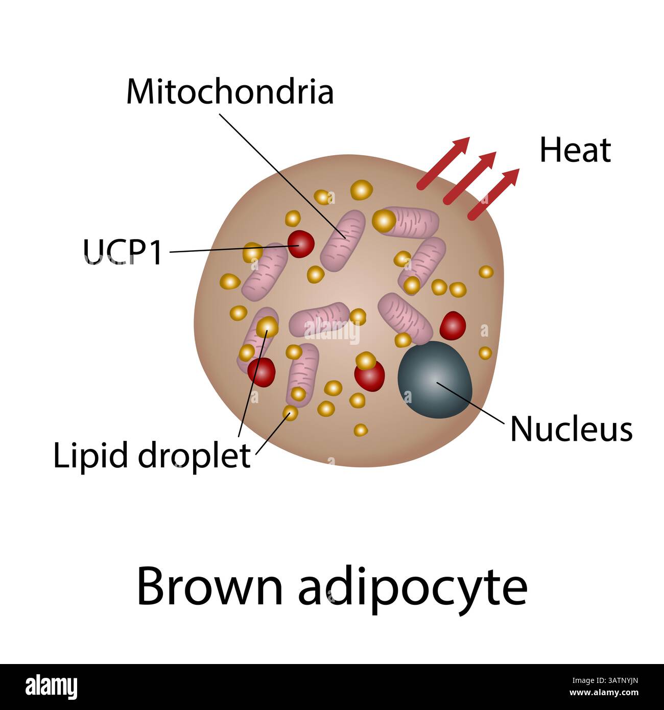 Structure des cellules graisseuses brunes, illustration. Les cellules graisseuses brunes ont de multiples petites gouttelettes lipidiques (multiloculaires), un noyau central et de nombreuses mitochondries (ap Banque D'Images