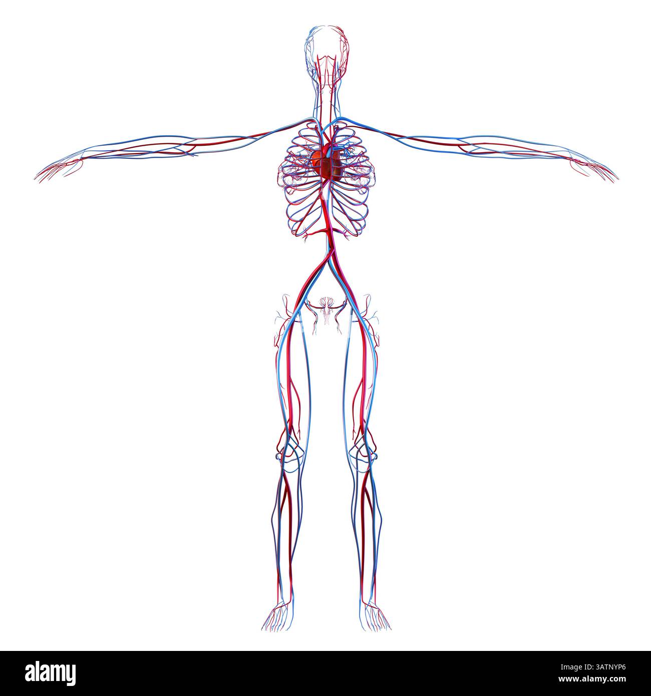 Illustration du système cardiovasculaire humain. Ce système comprend le cœur, les artères, les veines et les capillaires, assurant la circulation sanguine et l'oxyg Banque D'Images