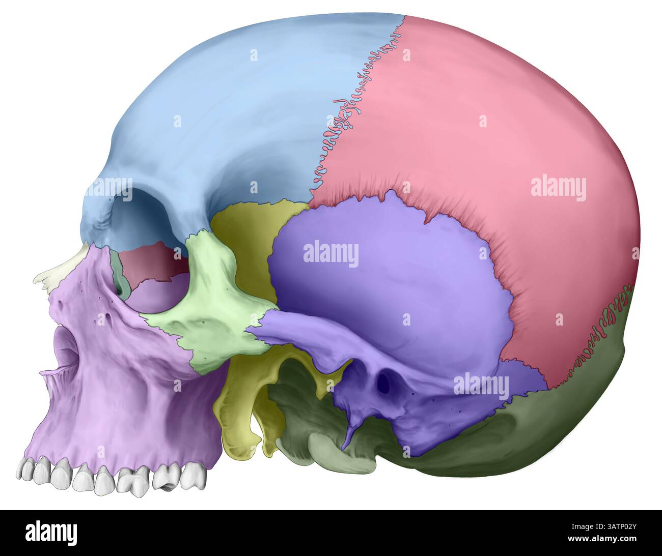 Illustration d'une vue latérale du crâne humain. Les os ont un code couleur ; frontal (bleu), temporal (violet), sphénoïdal (jaune), pariétal (pi Banque D'Images