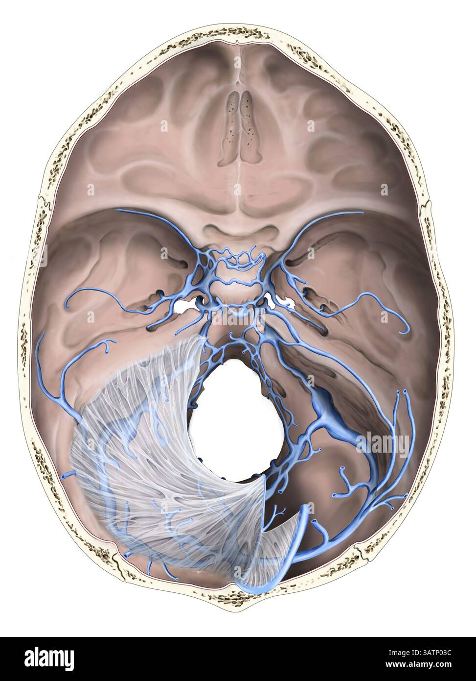 Illustration du crâne humain montrant les sinus veineux de la dure-mère. À gauche, le tentorium cerebri est inclus, tandis qu'à droite il a été re Banque D'Images