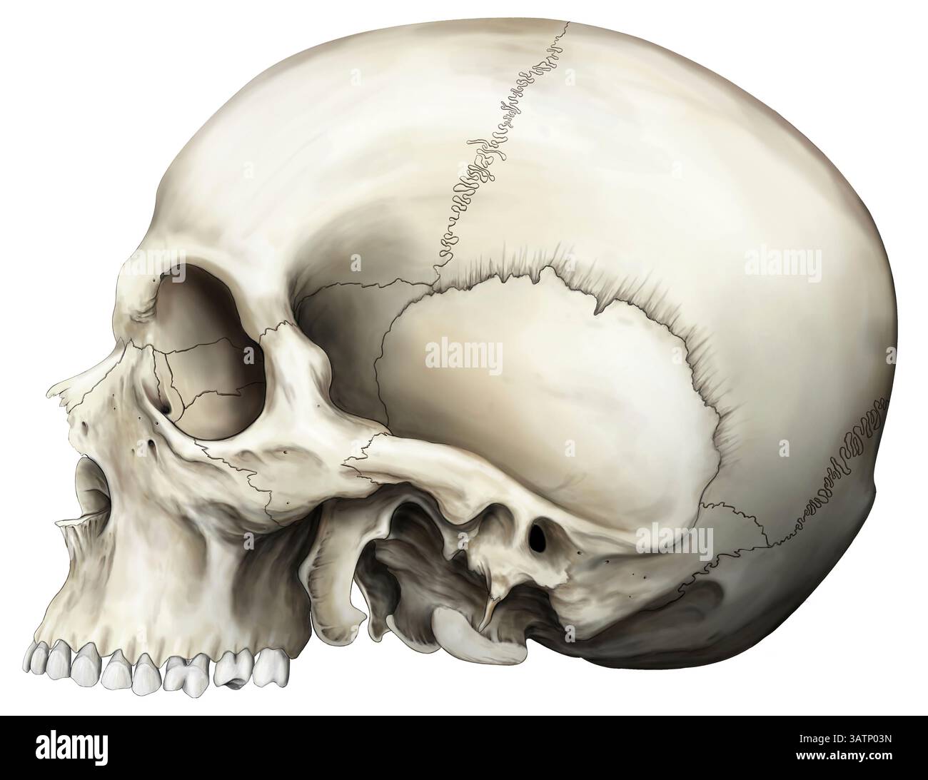 Illustration montrant la vue latérale du crâne humain. La mandibule n'est pas représentée. Banque D'Images