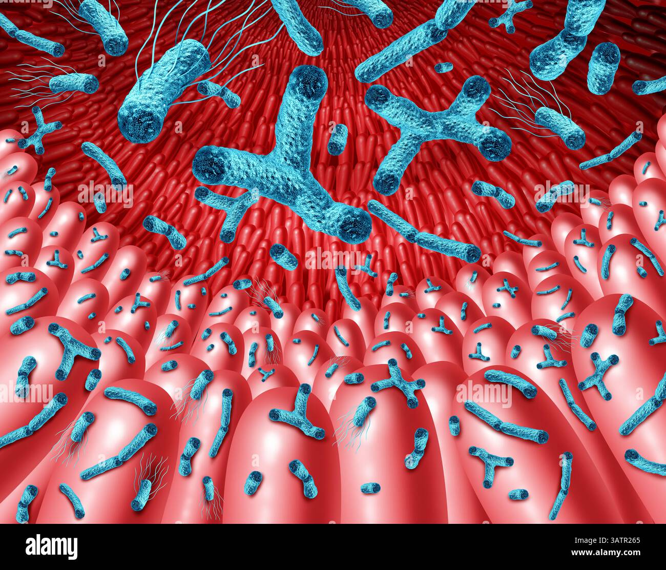 Microbiote intestinal probiotique bonnes bactéries dans l'intestin comme bactérie probiotique à l'intérieur du corps comme microflore digestive dans le côlon ou l'intestin comme microb Banque D'Images