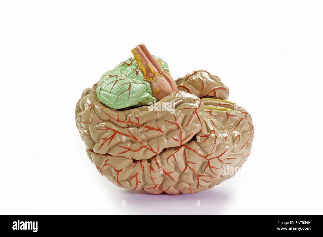 Modèle d'enseignement d'un cerveau humain sur un fond lumineux cerveau humain sur un fond lumineux Banque D'Images