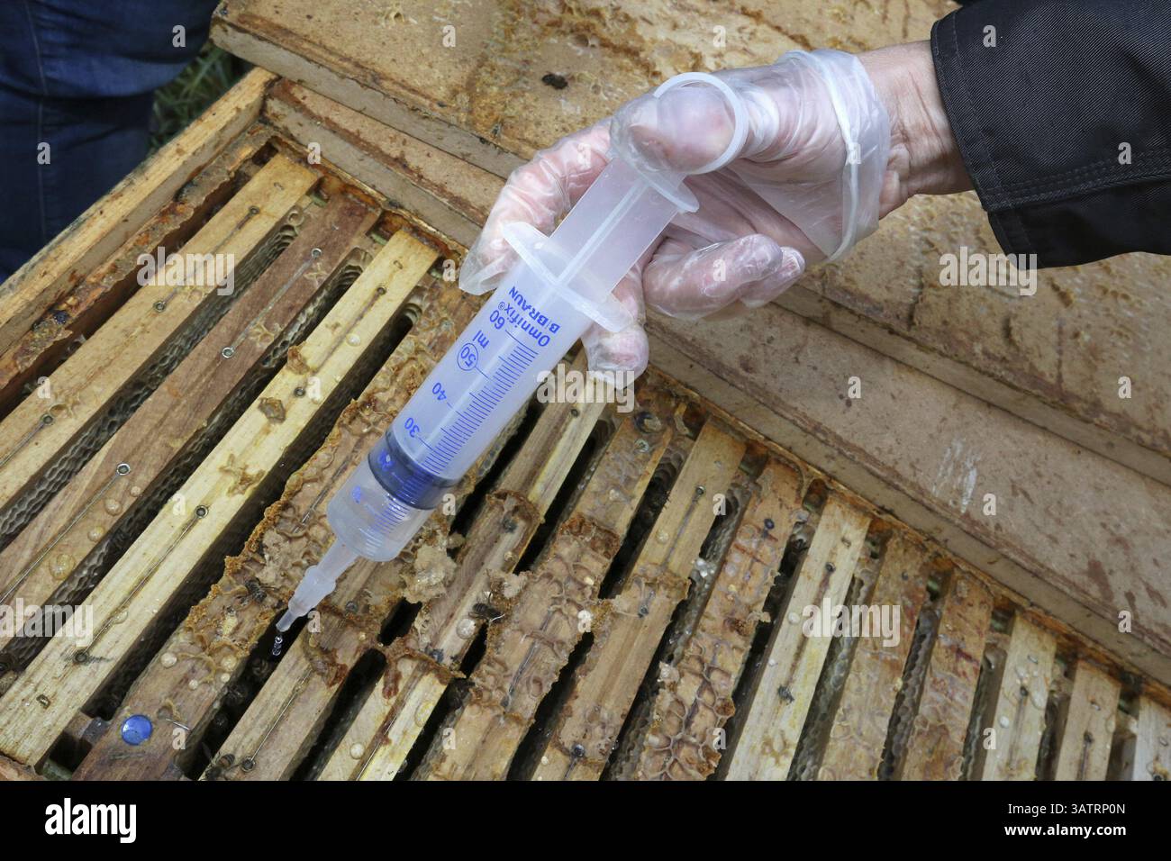 Traitement hivernal d'une ruche, saupoudrer d'acide oxalique contre les acariens Banque D'Images