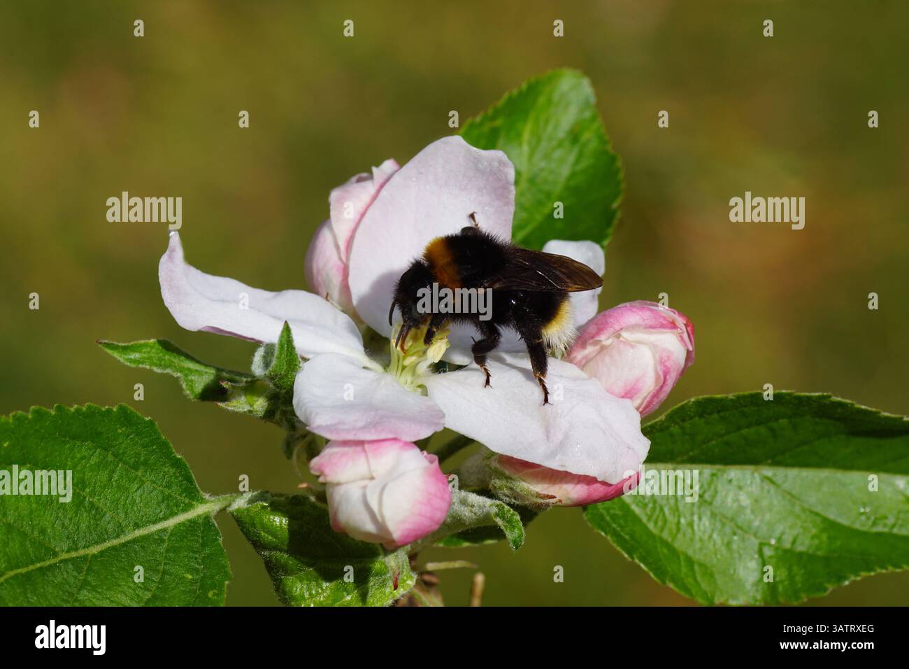 Bourdon coucou, famille Apidae sur fleurs blanches du pommier. Bombus vestalis ou Bombus bohemicus. Printemps, pays-Bas, avril Banque D'Images