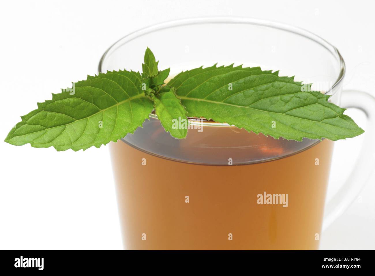Tisane dans un verre à thé avec des feuilles de menthe poivrée sur un fond blanc Banque D'Images
