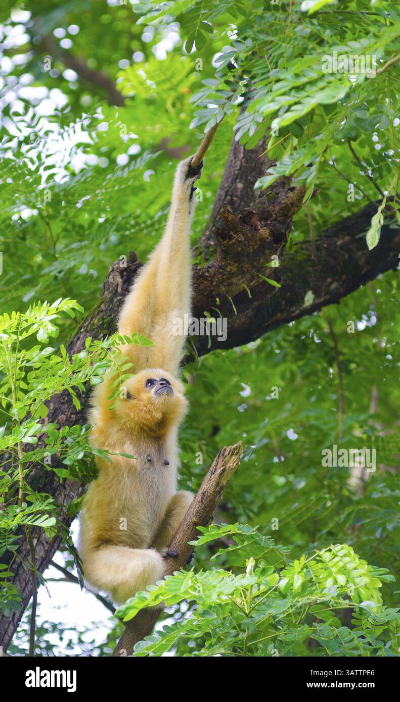 Le gibbon jaune à joues pend sur l'arbre en regardant vers le haut Banque D'Images
