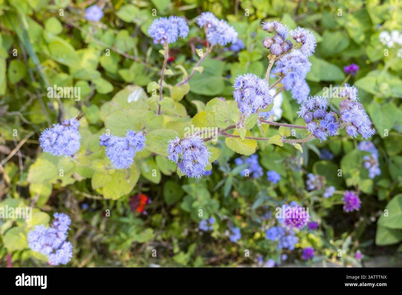 Ageratum, fleur de fleur avec des têtes de fleurs violettes. C'est une plante annuelle de saison fraîche souvent cultivée comme litière dans les jardins. Banque D'Images