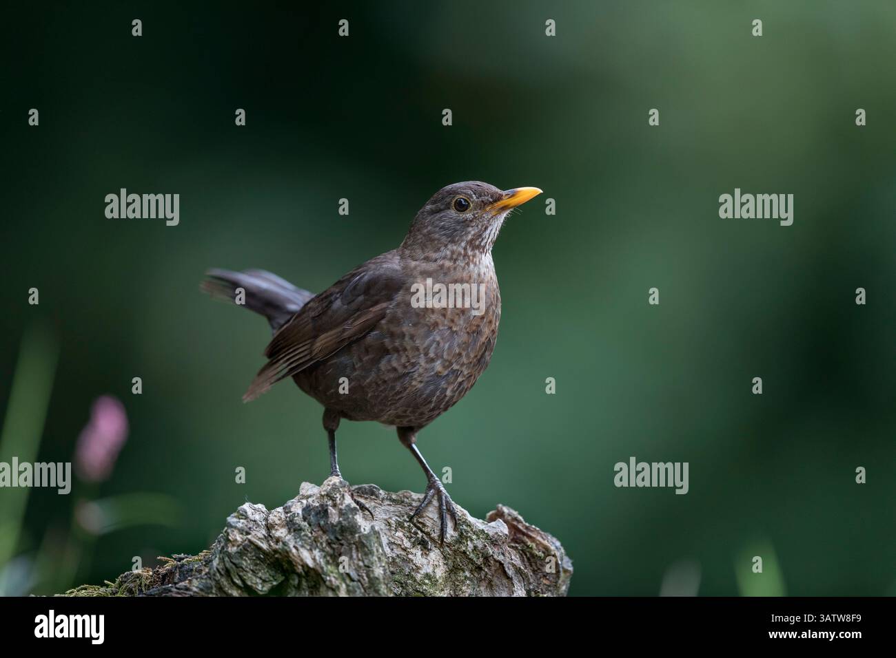 Blackbird ; Turdus merula ; femme ; Royaume-Uni Banque D'Images