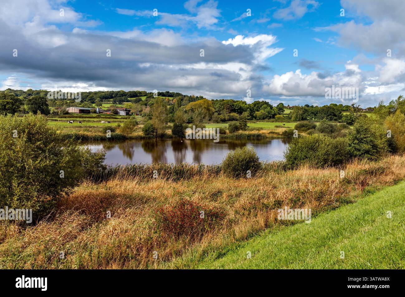 Lac Chew Valley ; Herons Green ; Somerset ; Royaume-Uni Banque D'Images