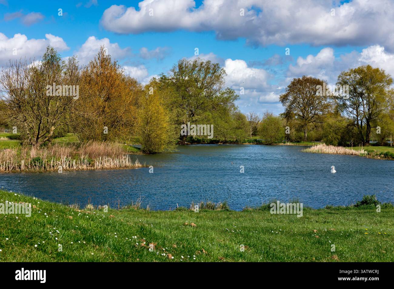 Dorset Springs ; CAMC CL ; Pond ; Royaume-Uni Banque D'Images