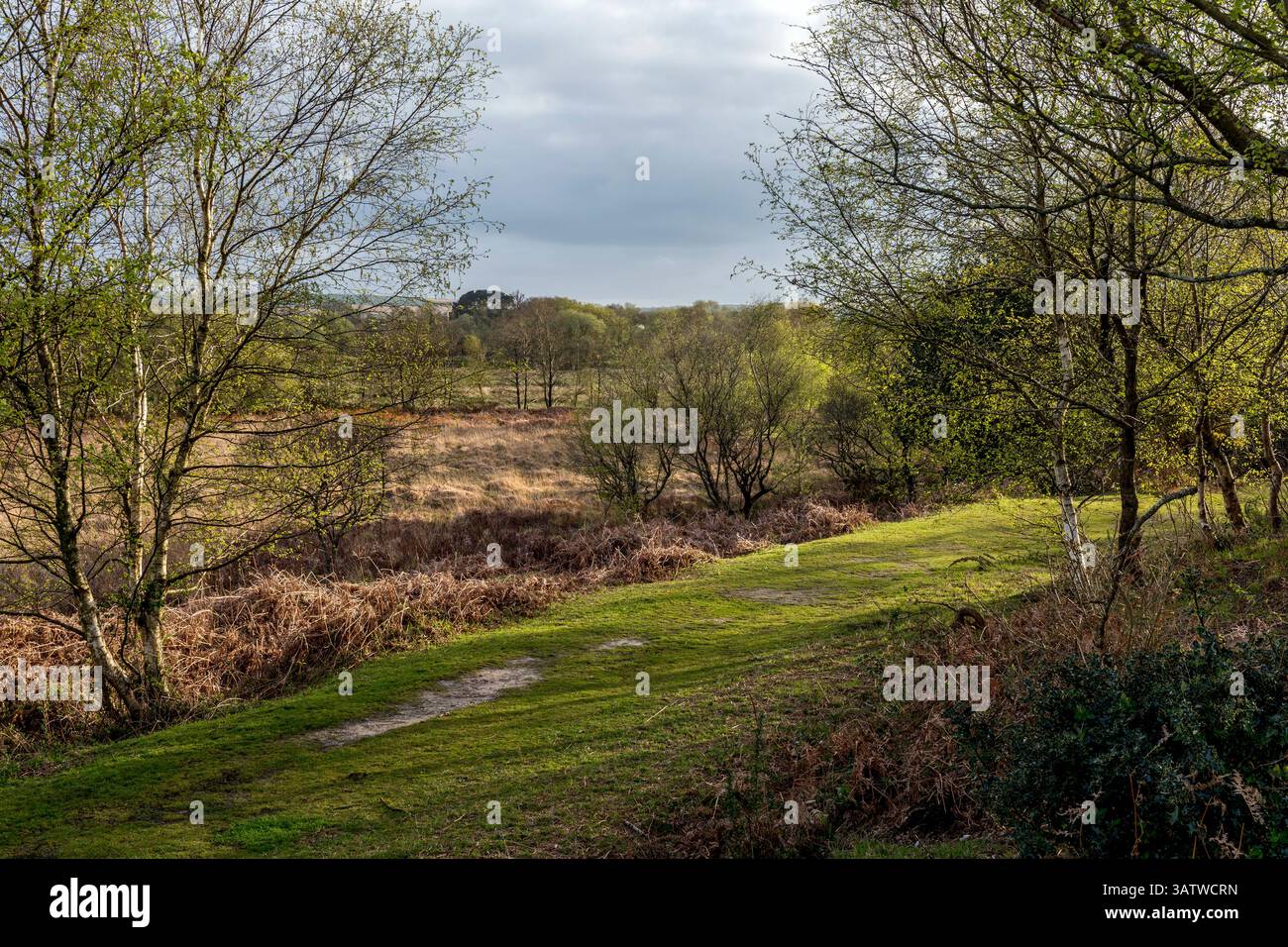 Tadnoll Heath ; Dorset ; Royaume-Uni Banque D'Images