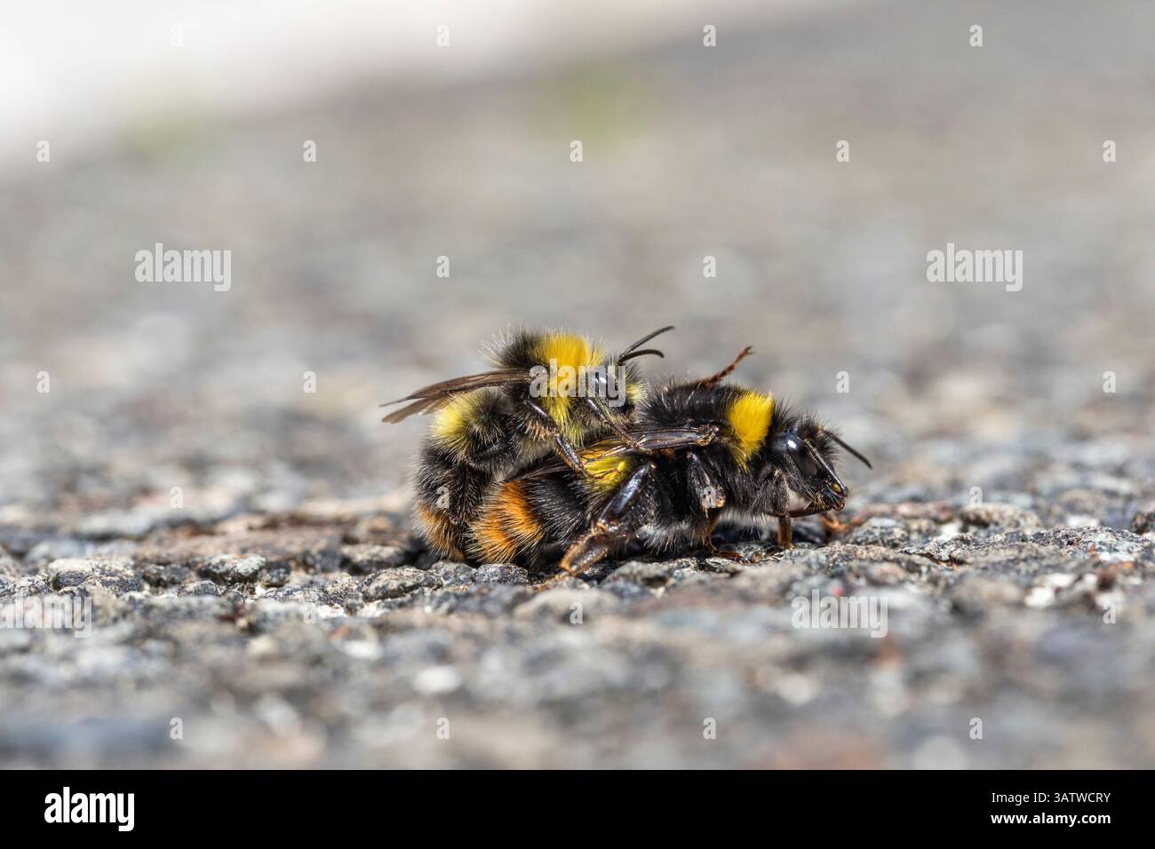 Bumblebee précoce ; Bombus pratorum ; accouplement mâle et Reine ; Royaume-Uni Banque D'Images