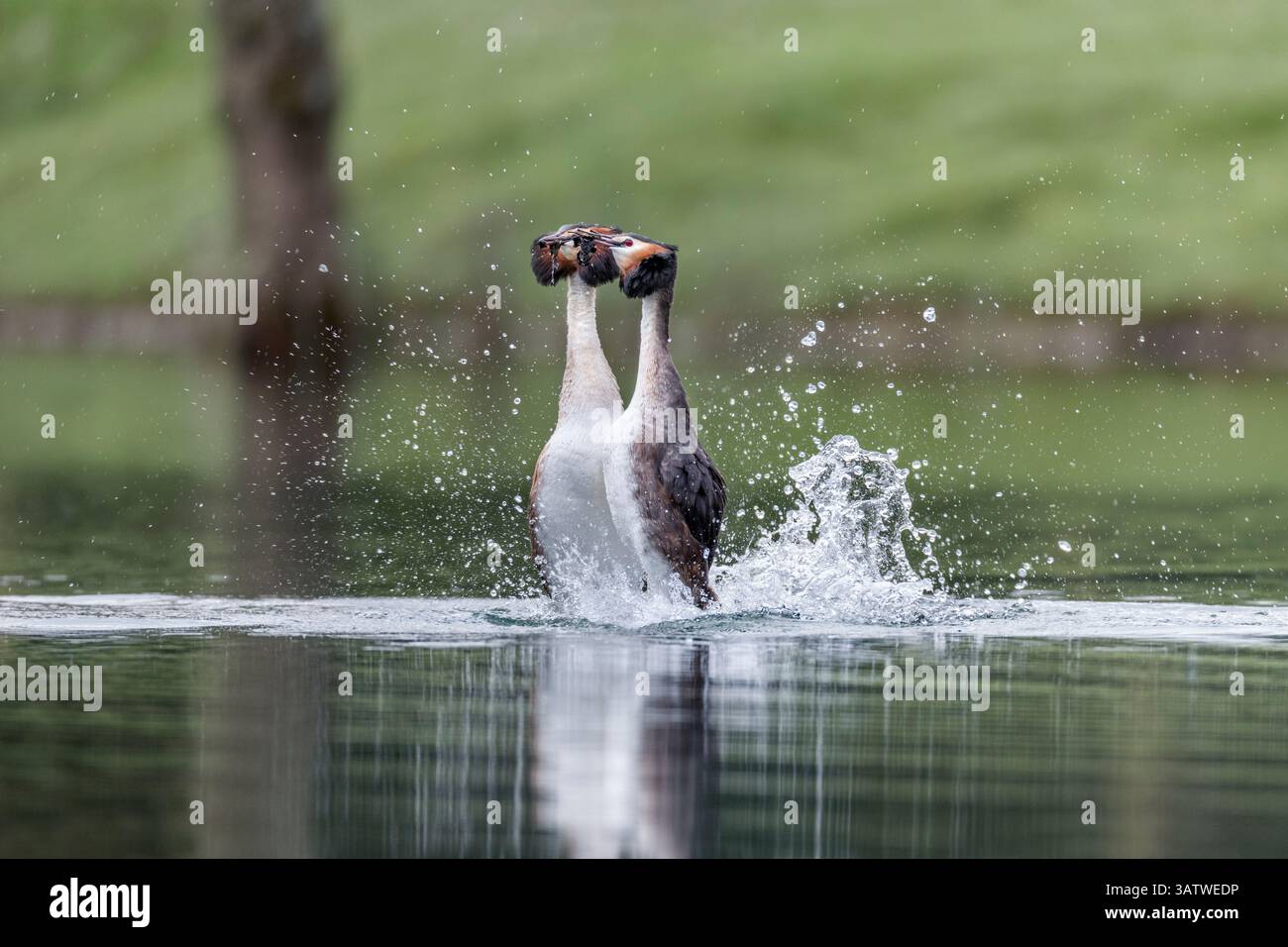Great Crested Grebe ; Podiceps cristatus ; Courtship Dance ; Royaume-Uni Banque D'Images