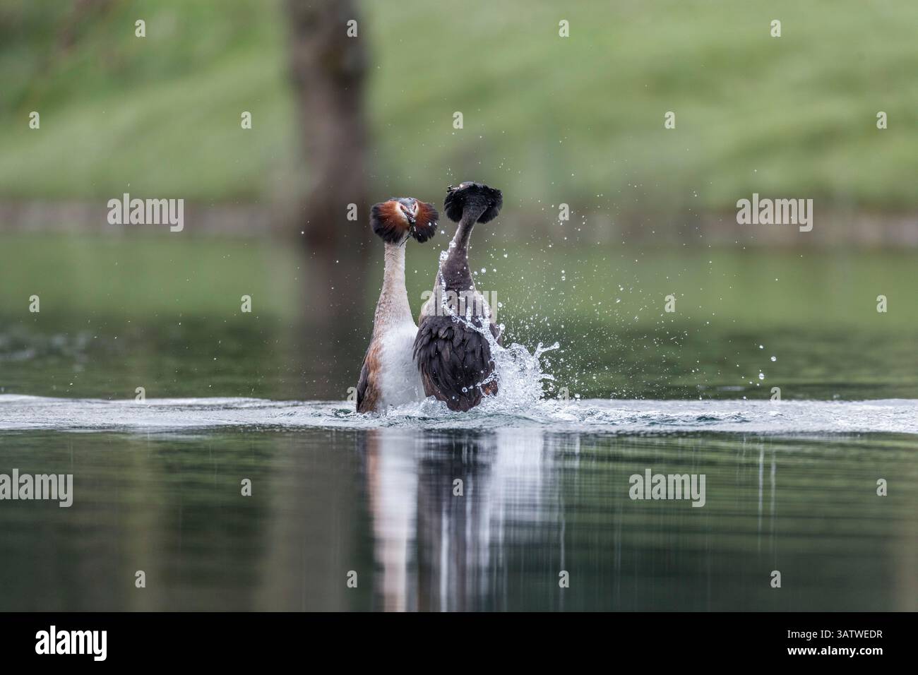 Great Crested Grebe ; Podiceps cristatus ; Display Dance ; Royaume-Uni Banque D'Images