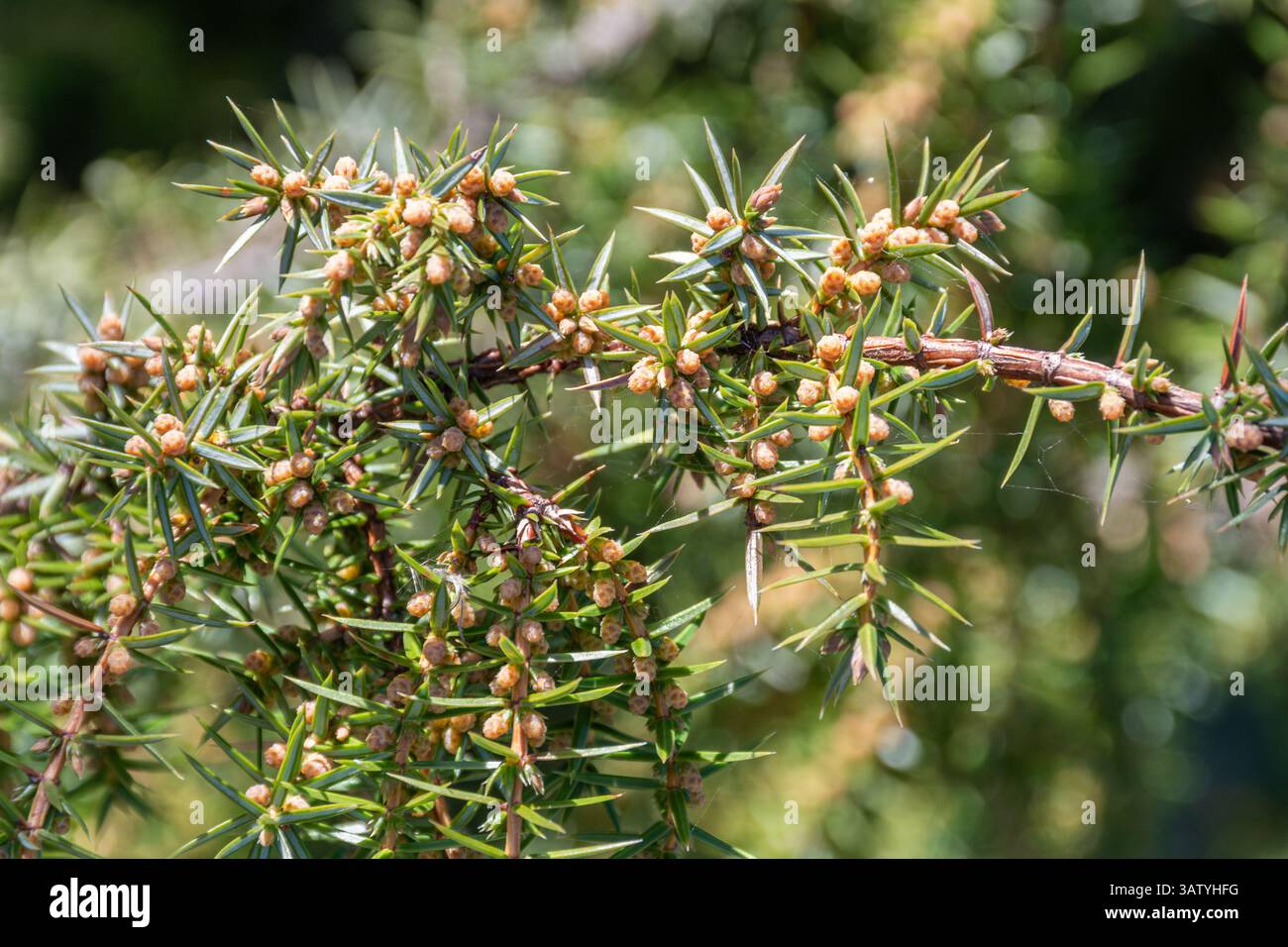 Genévrier (Juniperus communis) avec des fleurs, une espèce de conifère indigène au Royaume-Uni, poussant sur les plaines de craie dans le Hampshire, Angleterre, Royaume-Uni Banque D'Images