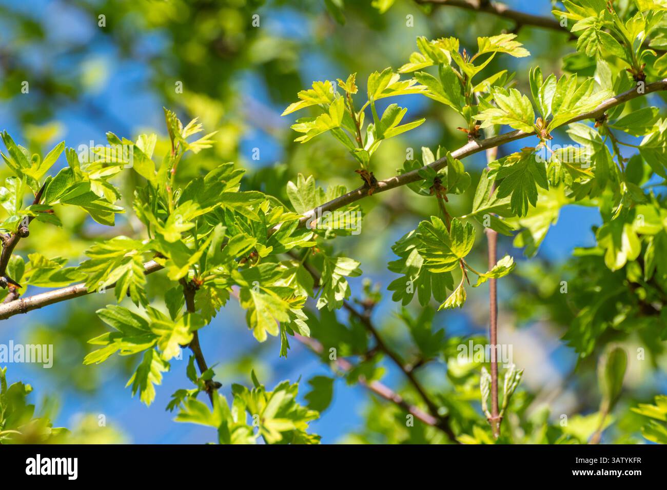 Jeunes feuilles vertes de l'aubépine (Crataegus monogyna) au printemps, Angleterre, Royaume-Uni Banque D'Images