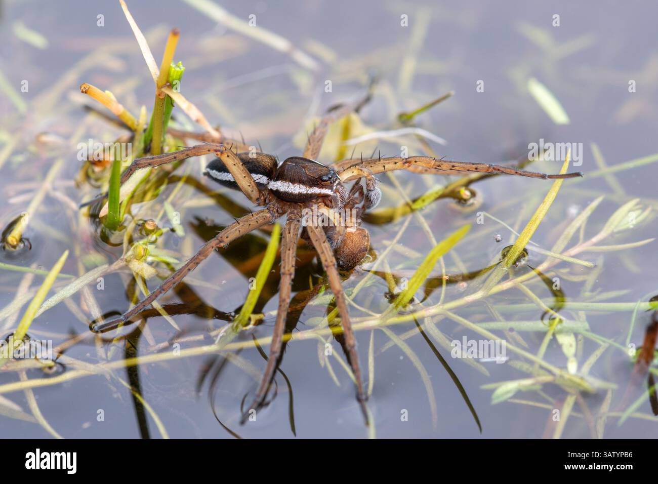 Araignée radeau (Dolomedes fimbriatus), espèce d'araignée semi-aquatique sur un étang de landes humides avec proies, Hampshire, Angleterre, Royaume-Uni Banque D'Images