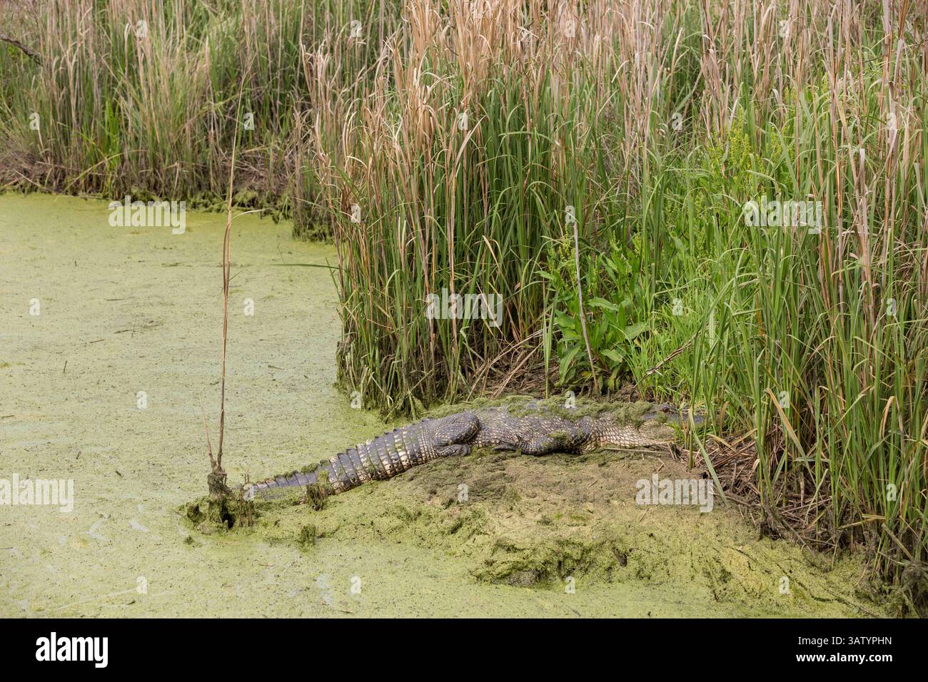 Le 20 avril 2016 - Green Pond, Caroline du Sud, États-Unis d'Amérique - un alligator américain se cache dans l'aspersion le long d'une voie navigable dans la zone de gestion de la faune de Donnelley le 20 avril 2016 à Green Pond, Caroline du Sud. La préservation fait partie du plus grand réfugié naturel du bassin ACE, l'un des plus grands estuaires non développés le long de la côte atlantique des États-Unis. (Crédit image : © Richard Ellis via ZUMA Wire) Banque D'Images