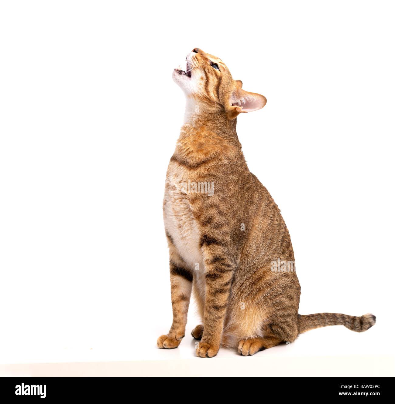 chat regardant vers le haut demandant de la nourriture. Isolé sur backgorund blanc Banque D'Images