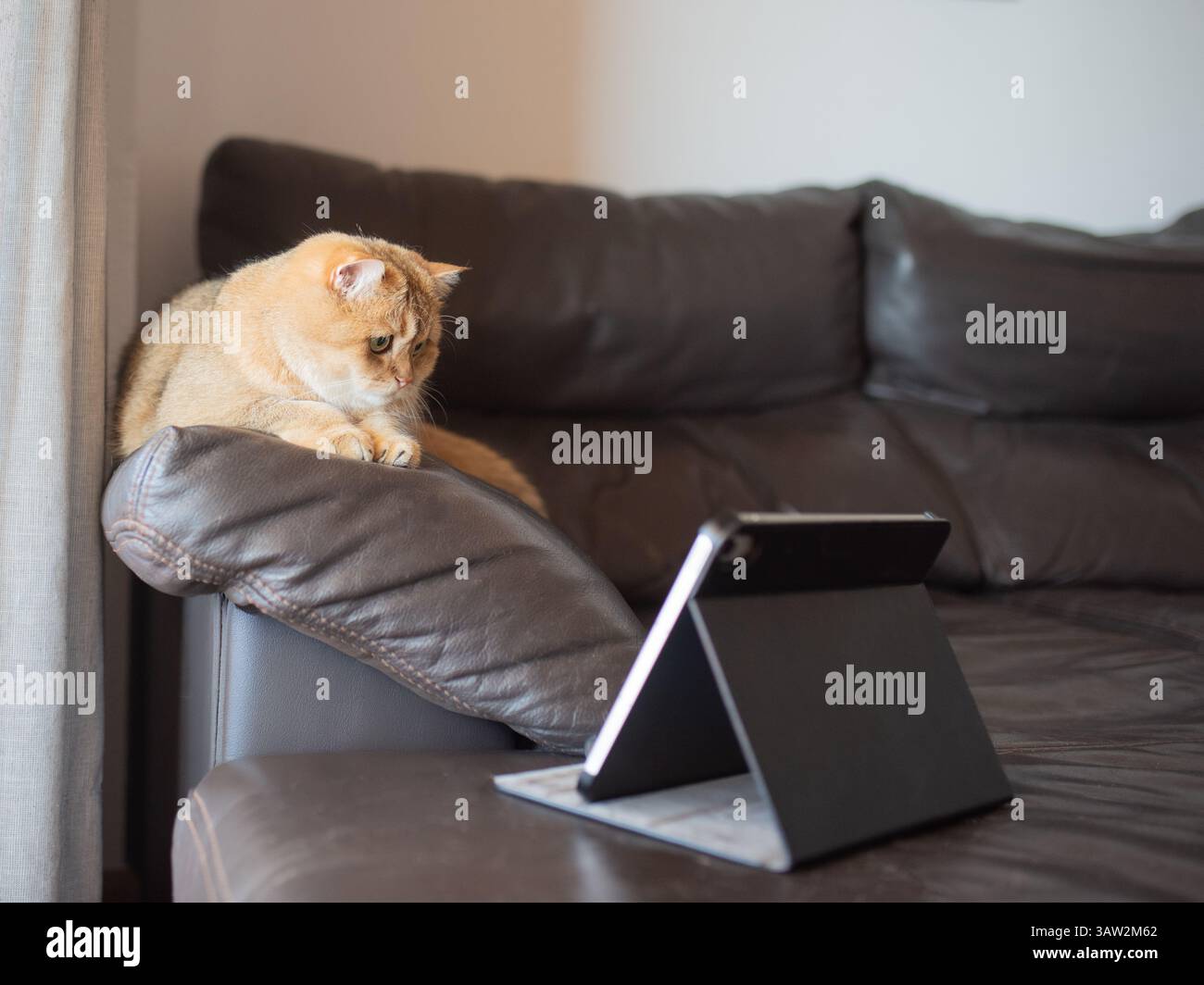 chat écossais rouge regardant attentivement l'écran de tablette à la maison. Banque D'Images