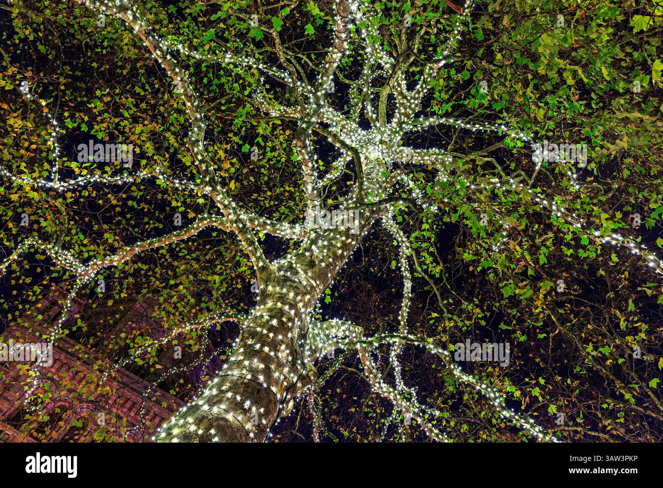 Lumières de décoration de Noël enroulées autour du tronc et des branches de l'arbre, Londres, Royaume-Uni Banque D'Images