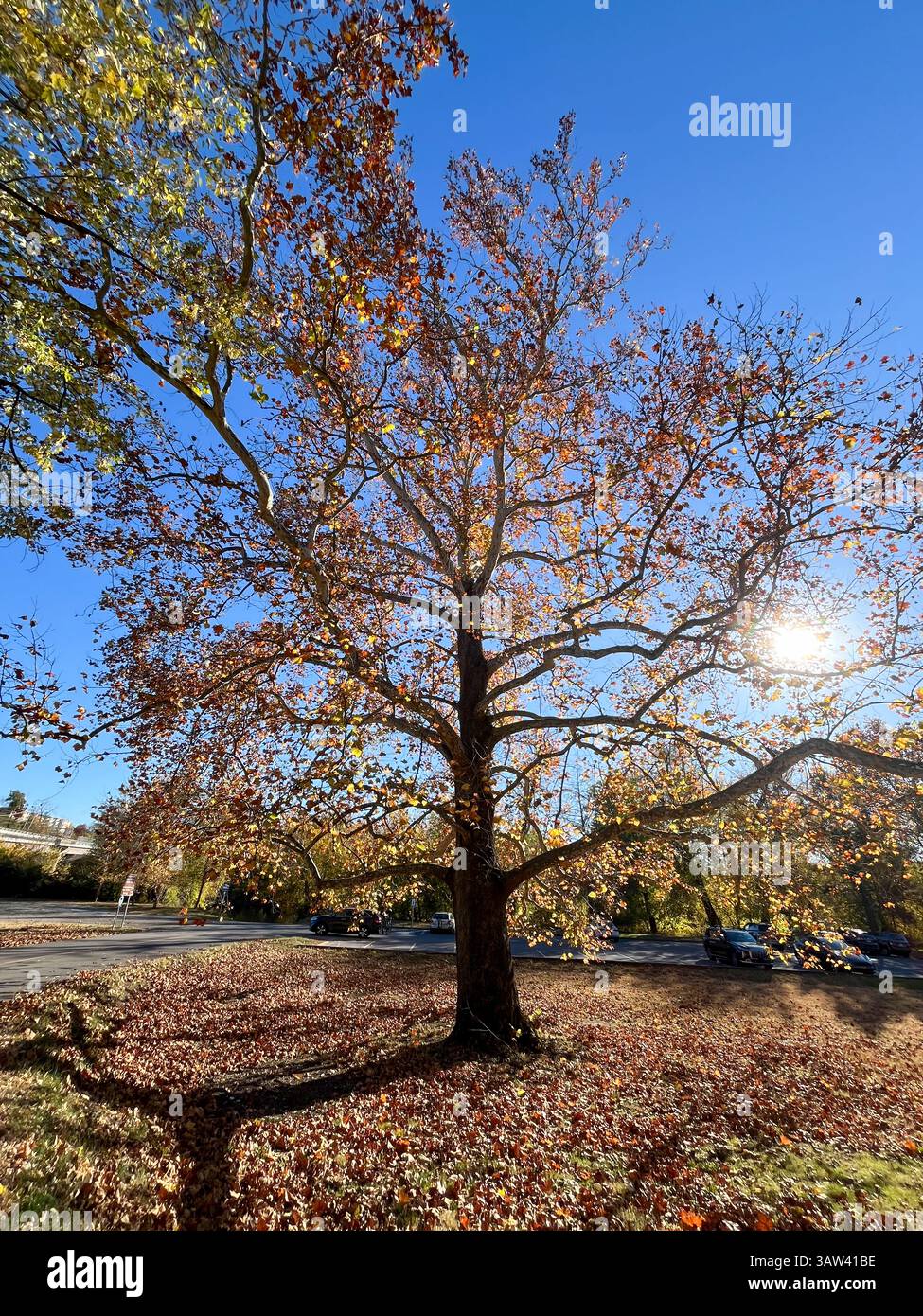 Un grand arbre avec beaucoup de feuilles est dans un parc. Les feuilles sont jaunes et brunes, et le ciel est bleu, Valley Forge, Pennsylvanie. ÉTATS-UNIS Banque D'Images Un grand arbre avec beaucoup de feuilles est dans un parc. Les feuilles sont jaunes et brunes, et le ciel est bleu, Valley Forge, Pennsylvanie. ÉTATS-UNIS Banque D'Images