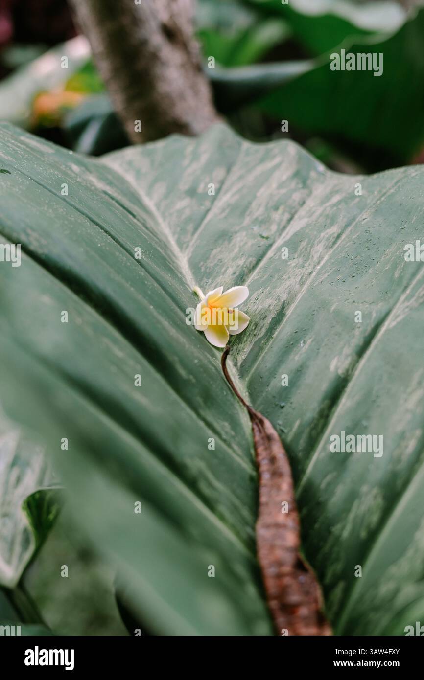 Délicate fleur de frangipanier reposant sur une grande feuille de taro texturée. Gros plan capture la fraîcheur botanique et la beauté naturelle dans un cadre paisible Banque D'Images
