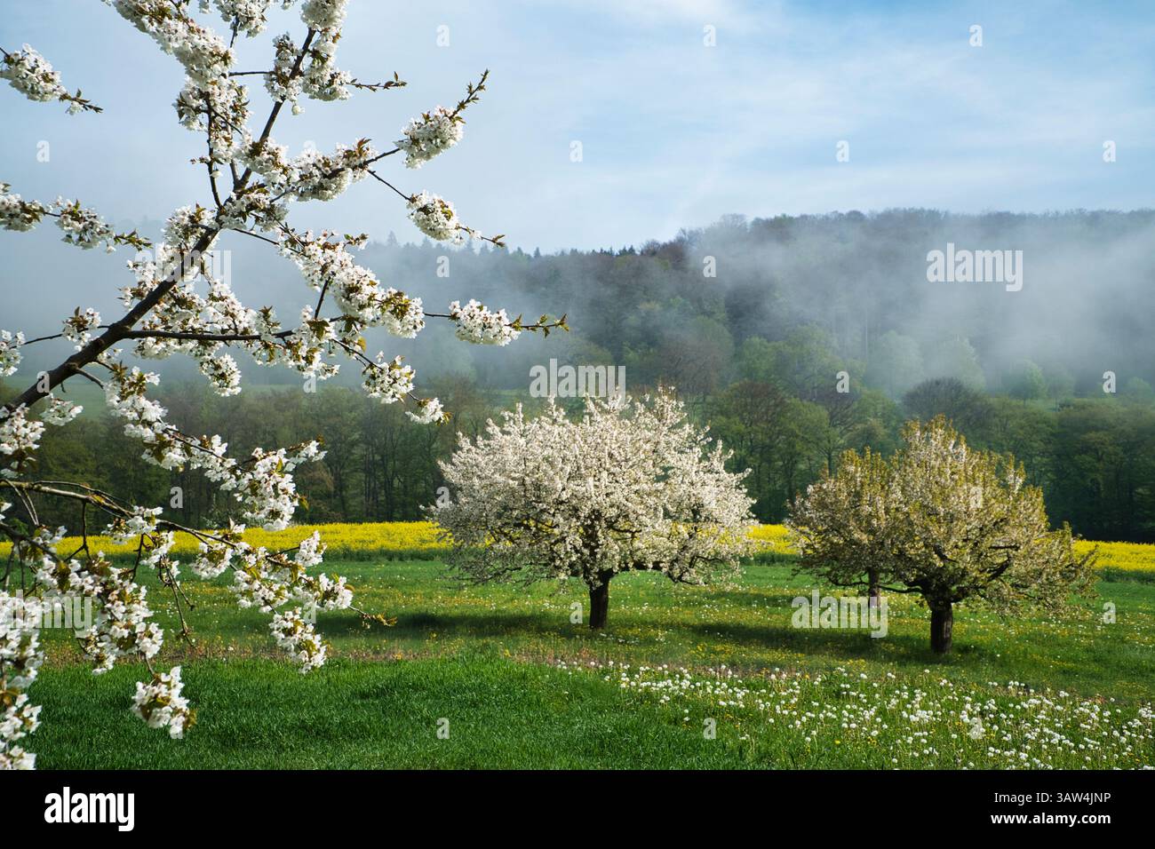 Suisse, Laufental, Laufen district, Baselland, Baselbiet, canton Baselland, Nenzlingen, Nenzlingen BL, village, localité, printemps, fruits à fleurs Banque D'Images