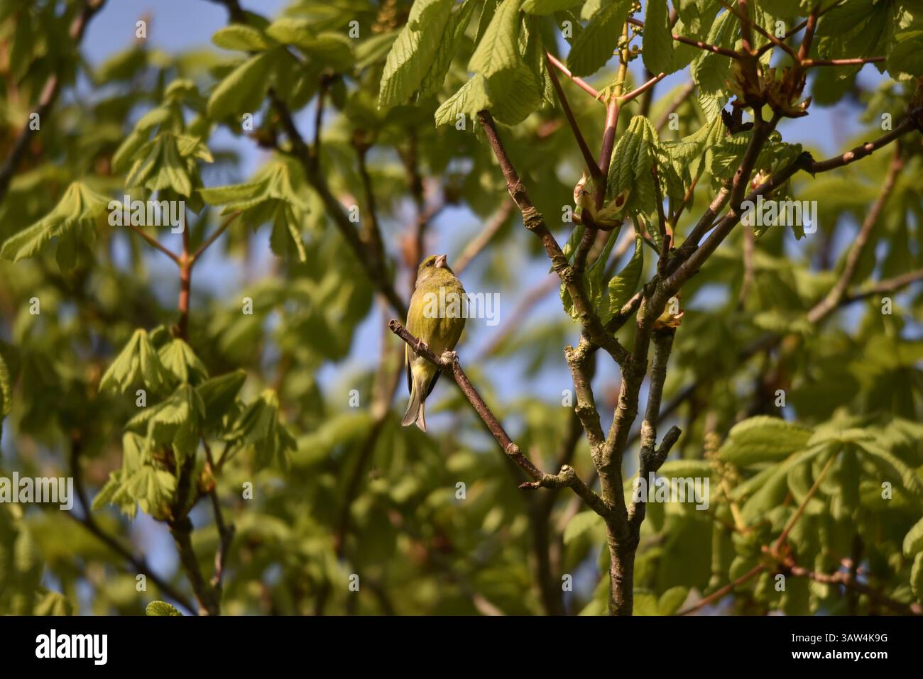 Greenfinch européen (Carduelis chloris) perché haut dans un arbre en fin d'après-midi Soleil, Looking Skywards, prise au centre du pays de Galles, Royaume-Uni en avril Banque D'Images
