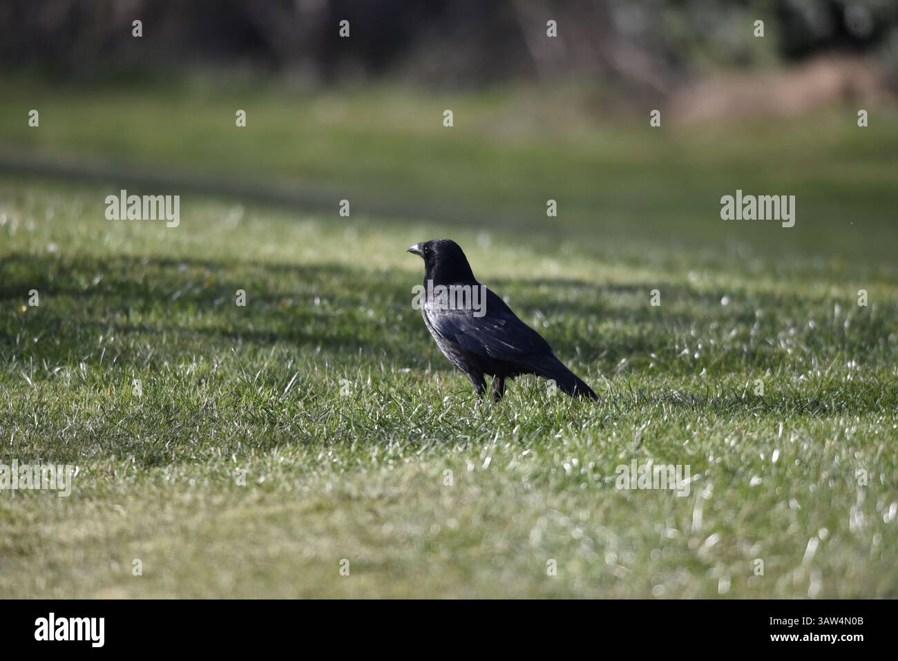 Profil gauche Portrait d'un corbeau Carrion (Coruvs corone) pris en fin d'après-midi Soleil, avec des plumes ensoleillées brillantes, sur fond de campagne UK Banque D'Images