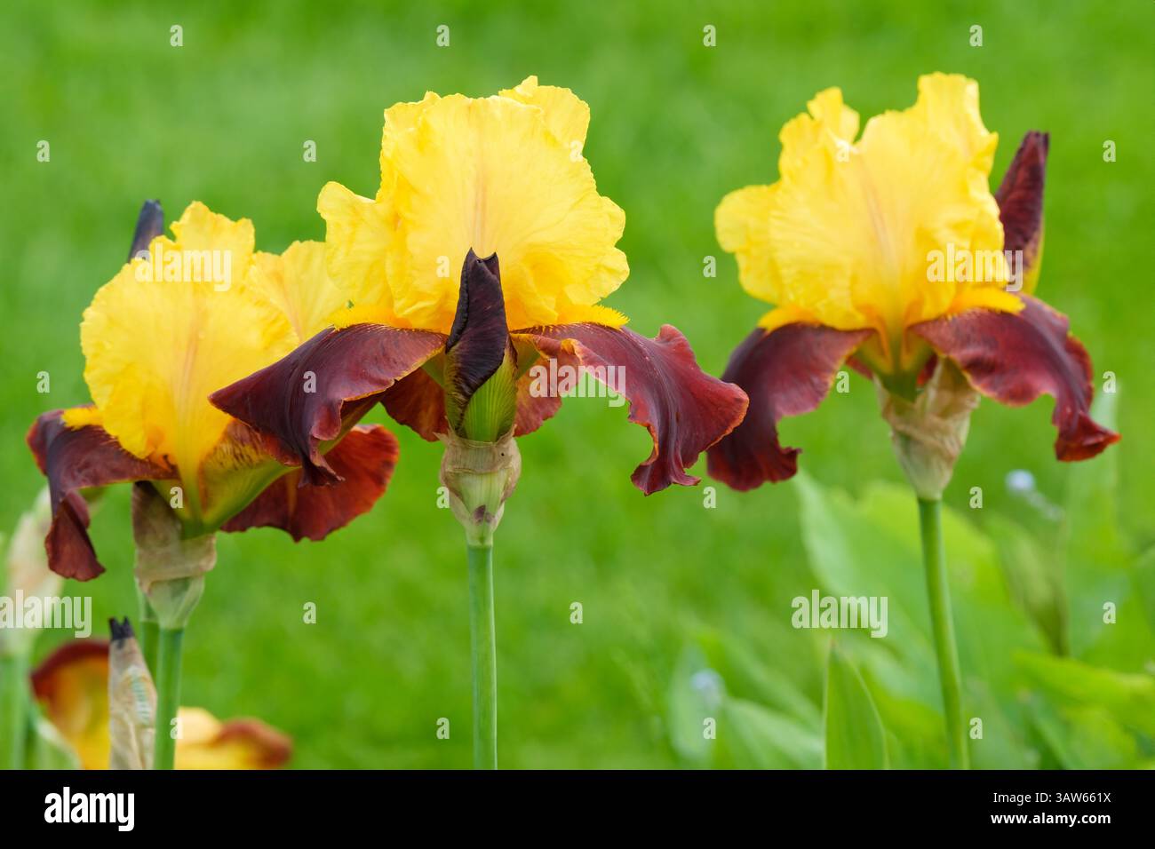 Iris Andalou, barbe haute, fleurs aux normes jaunes, chutes rouge velouté, barbe jaune Banque D'Images